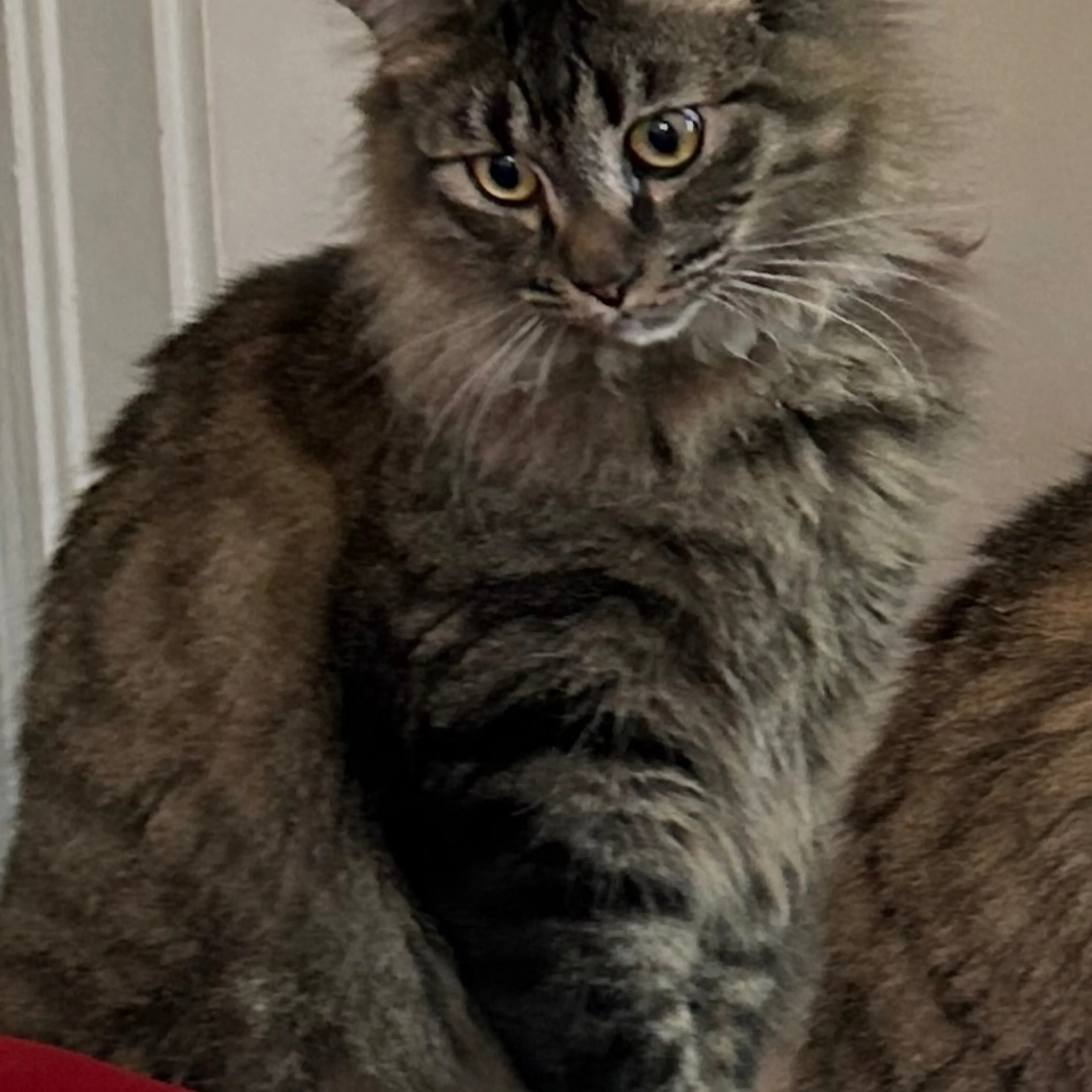 Lost pet-1