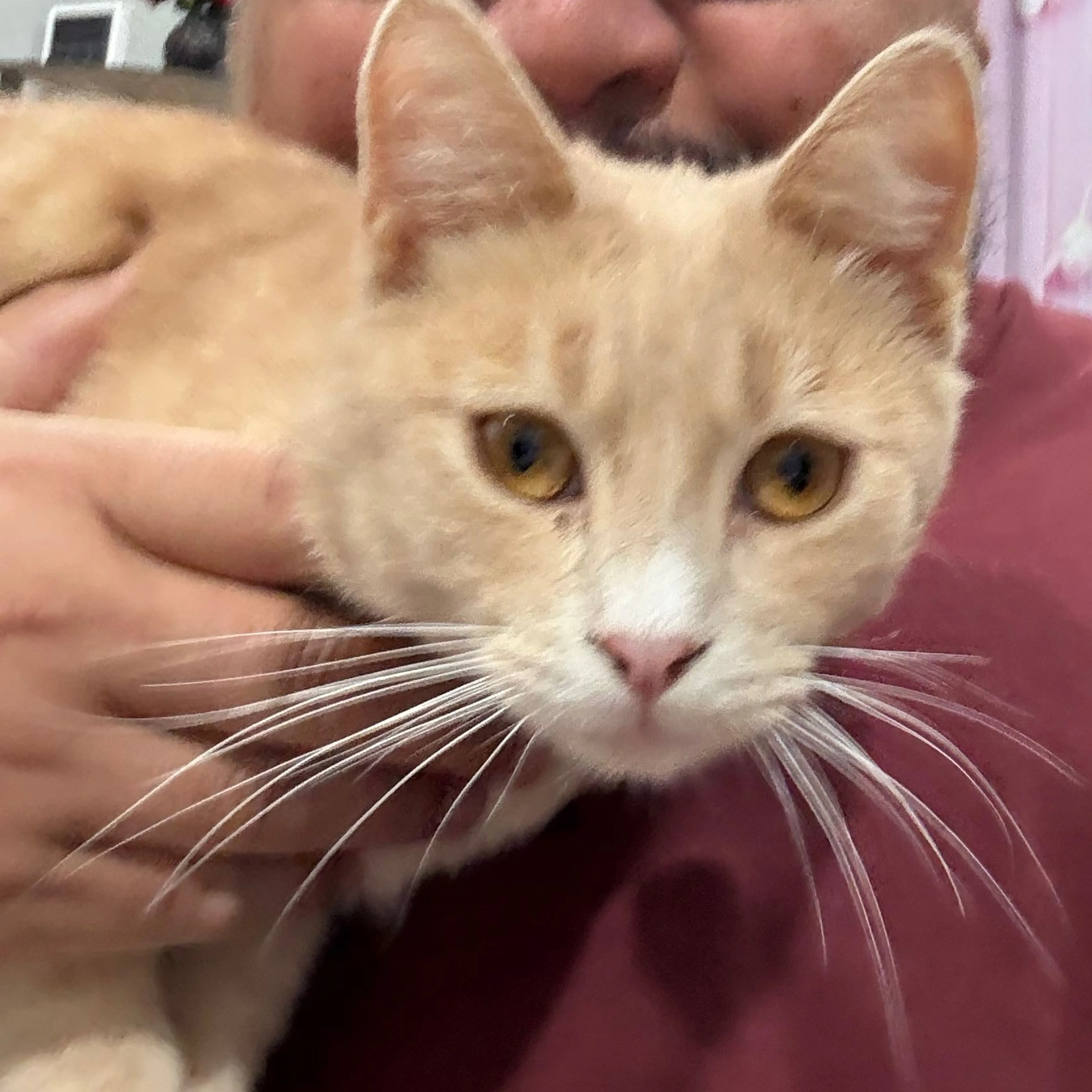 Lost pet-1
