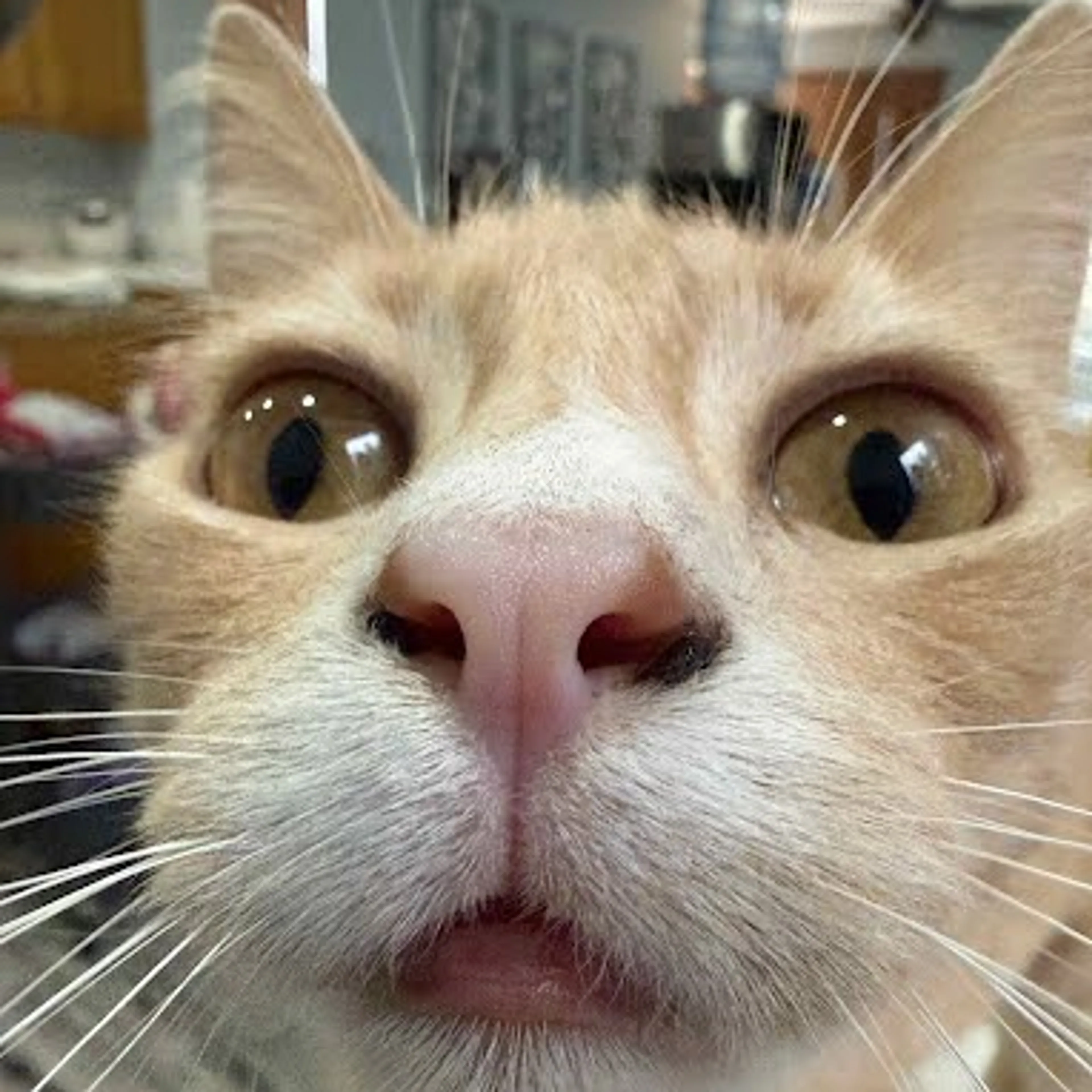 Lost pet-2
