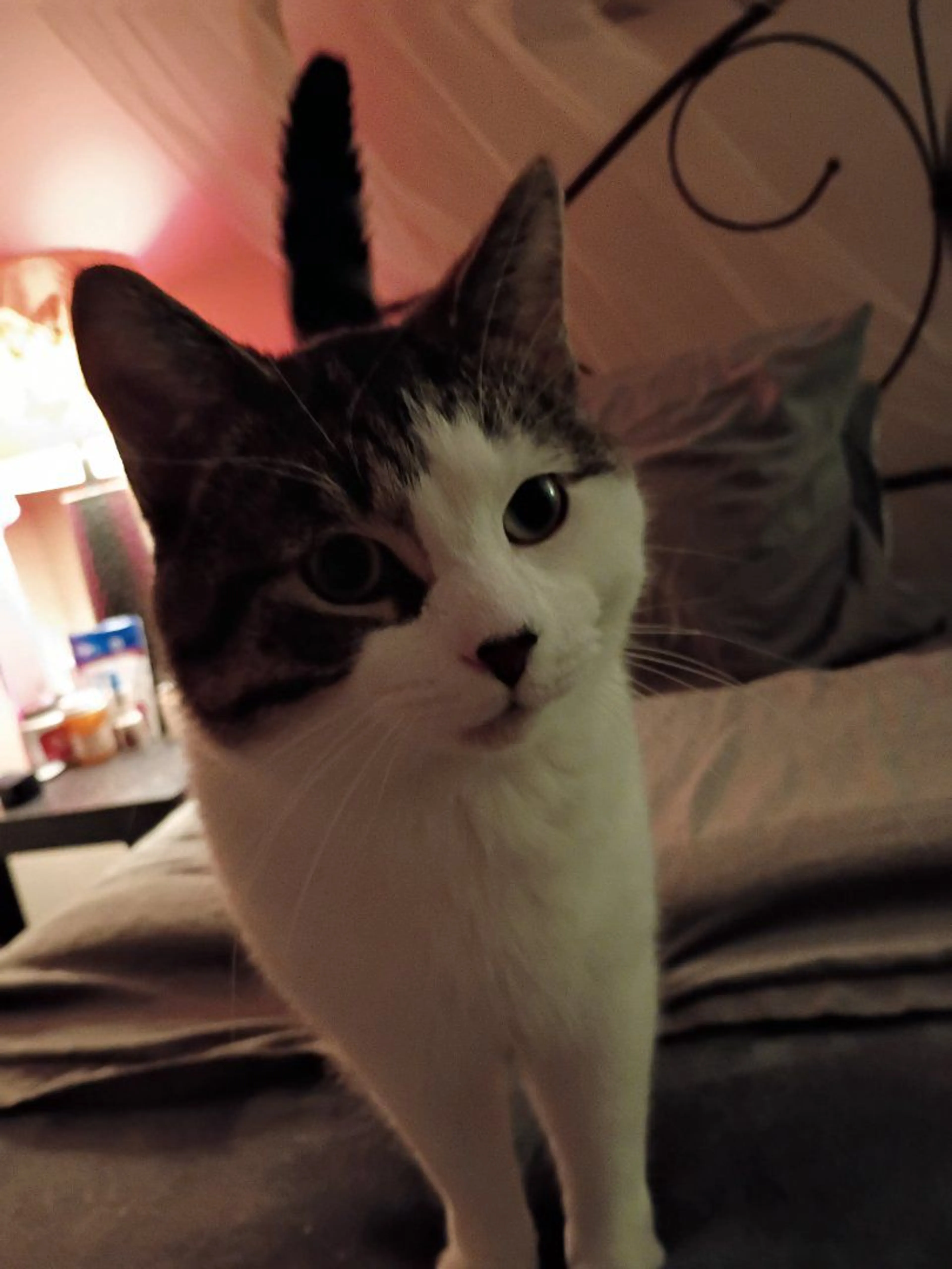 Lost pet
