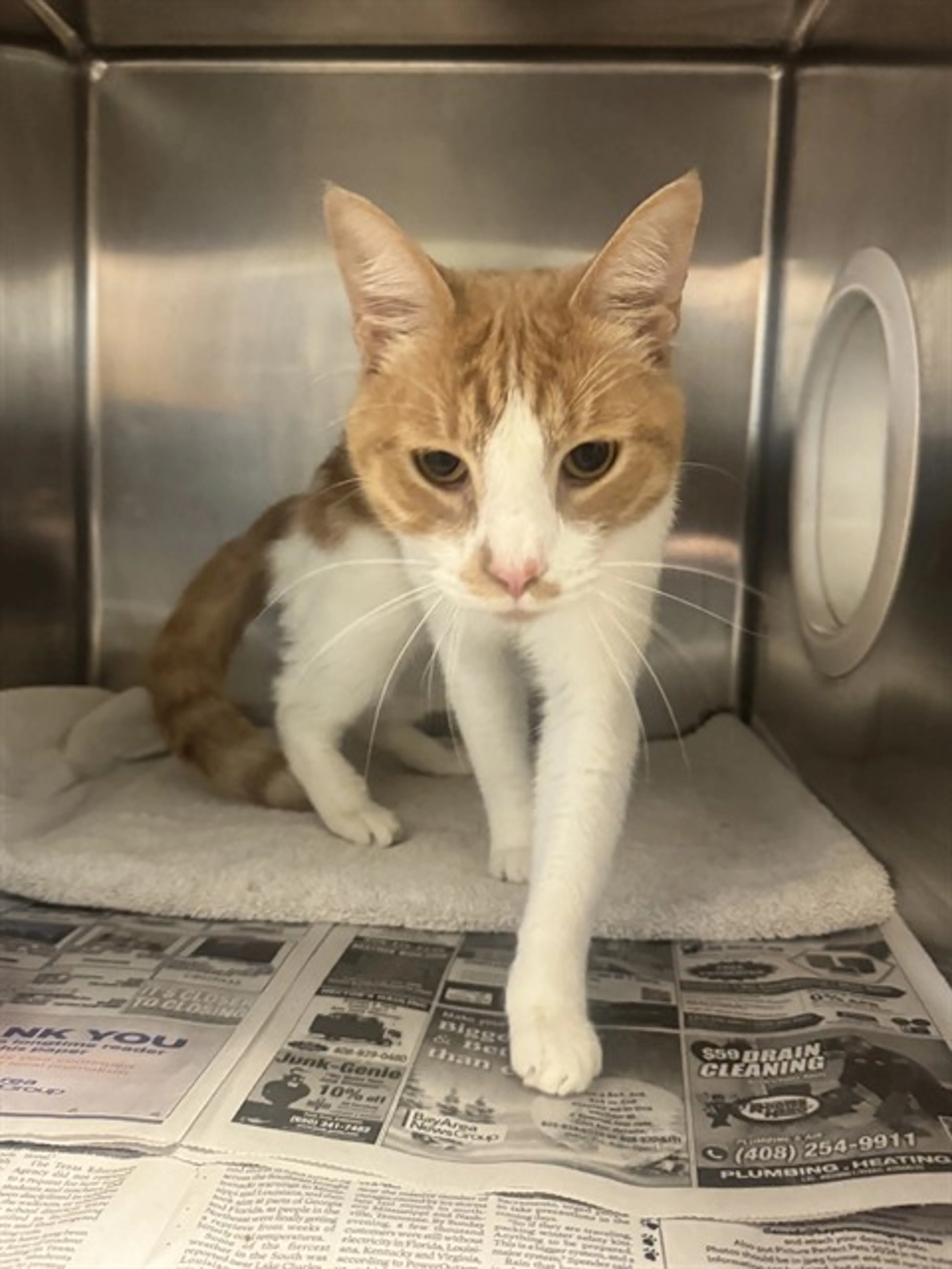 Found pet