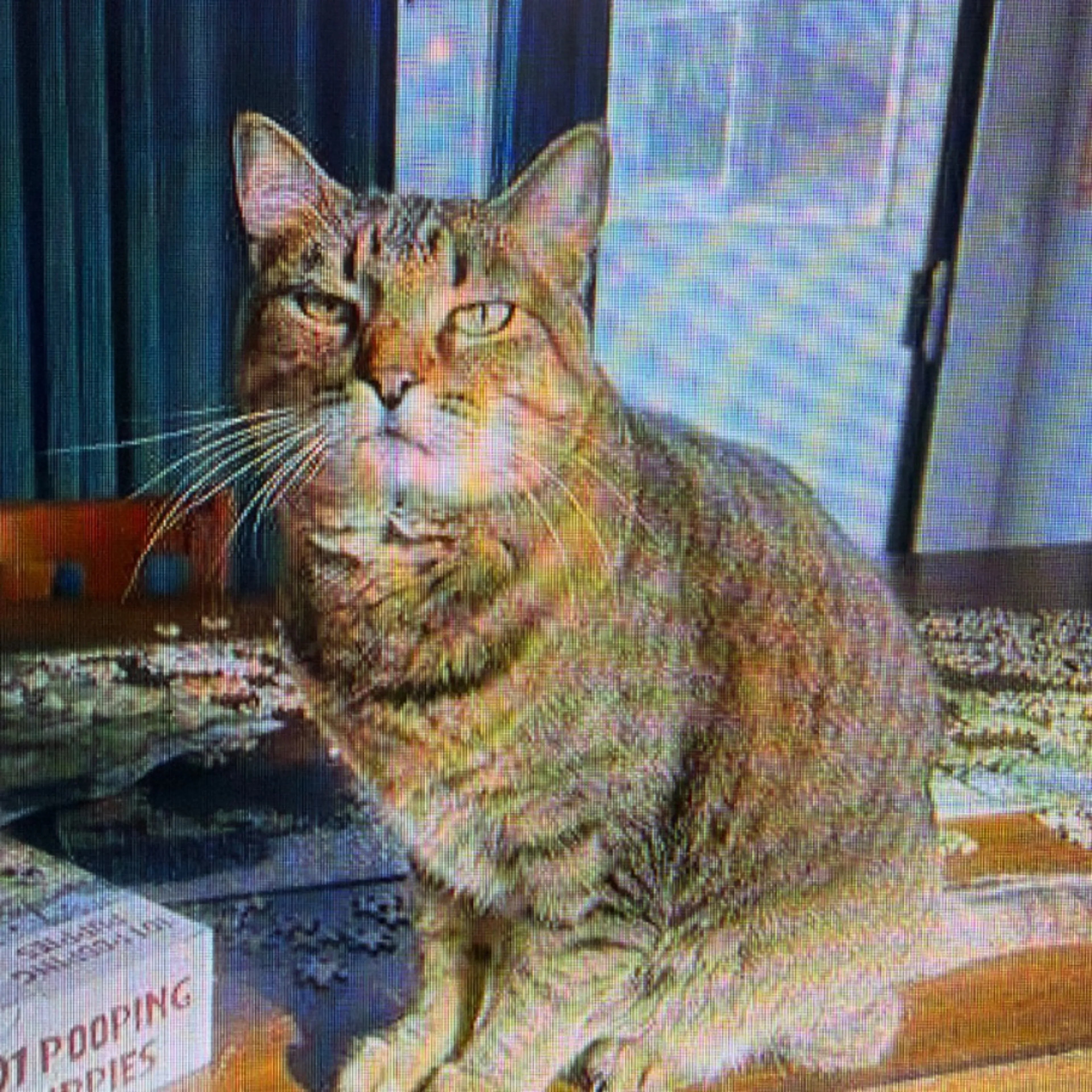 Lost pet