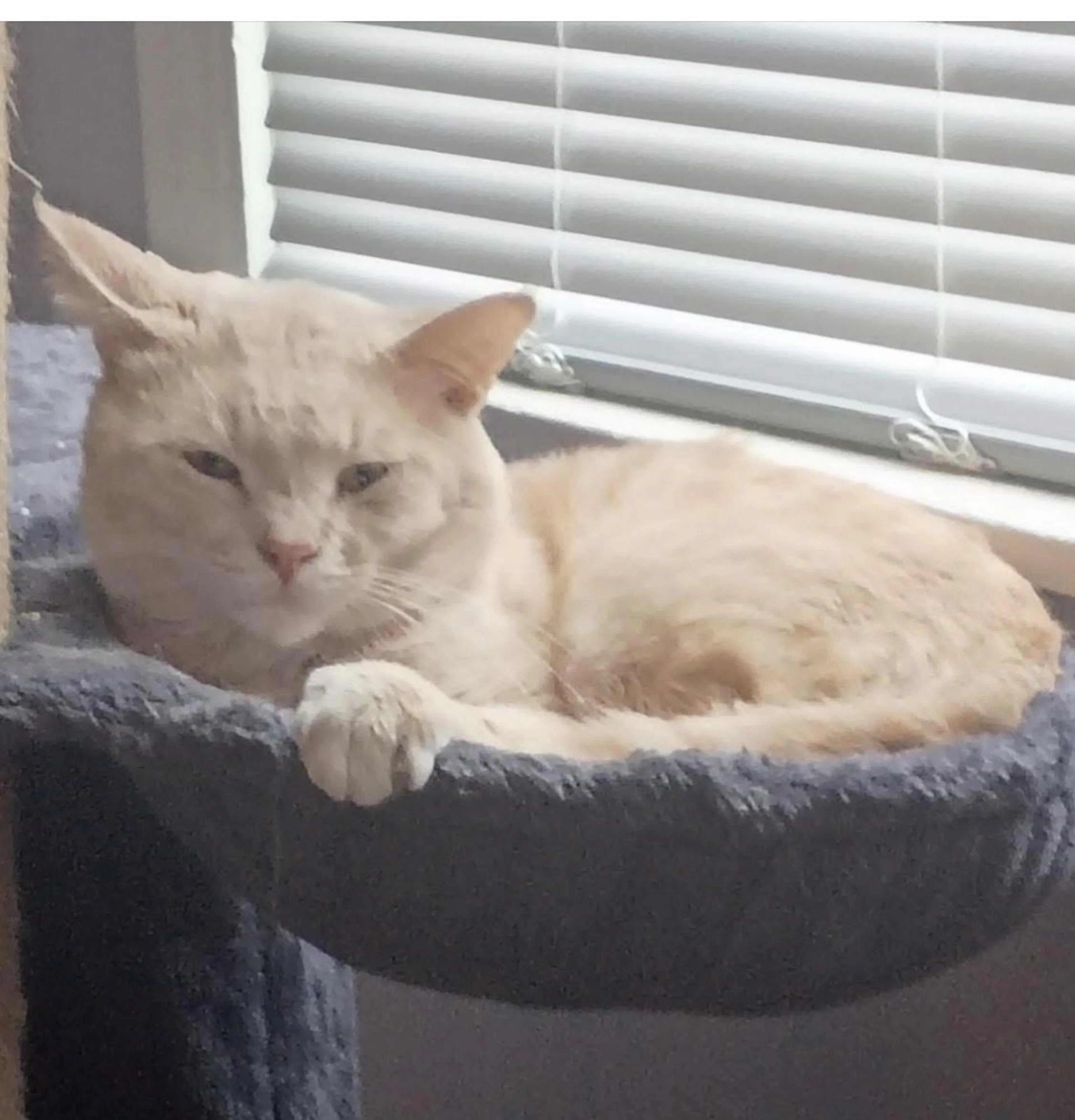 Lost pet