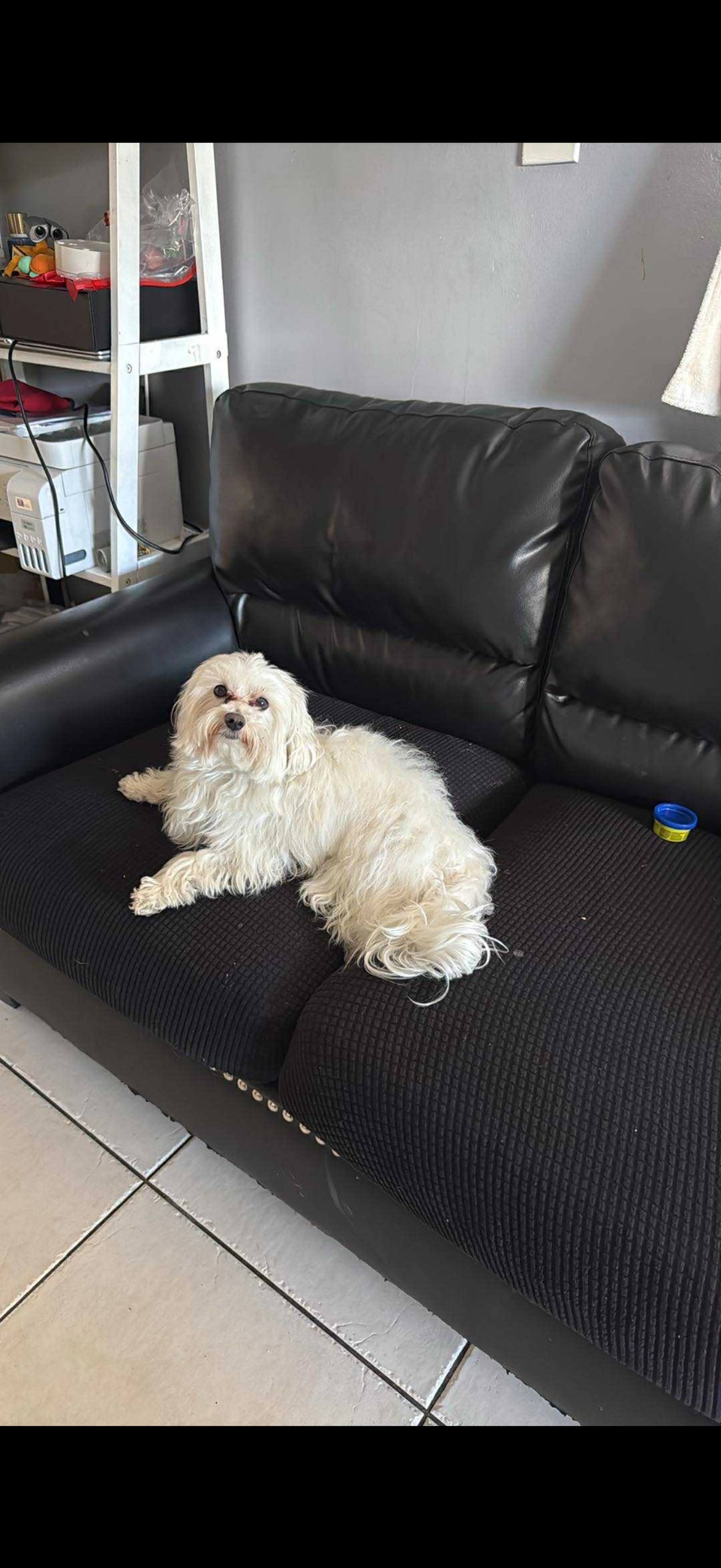 Lost pet