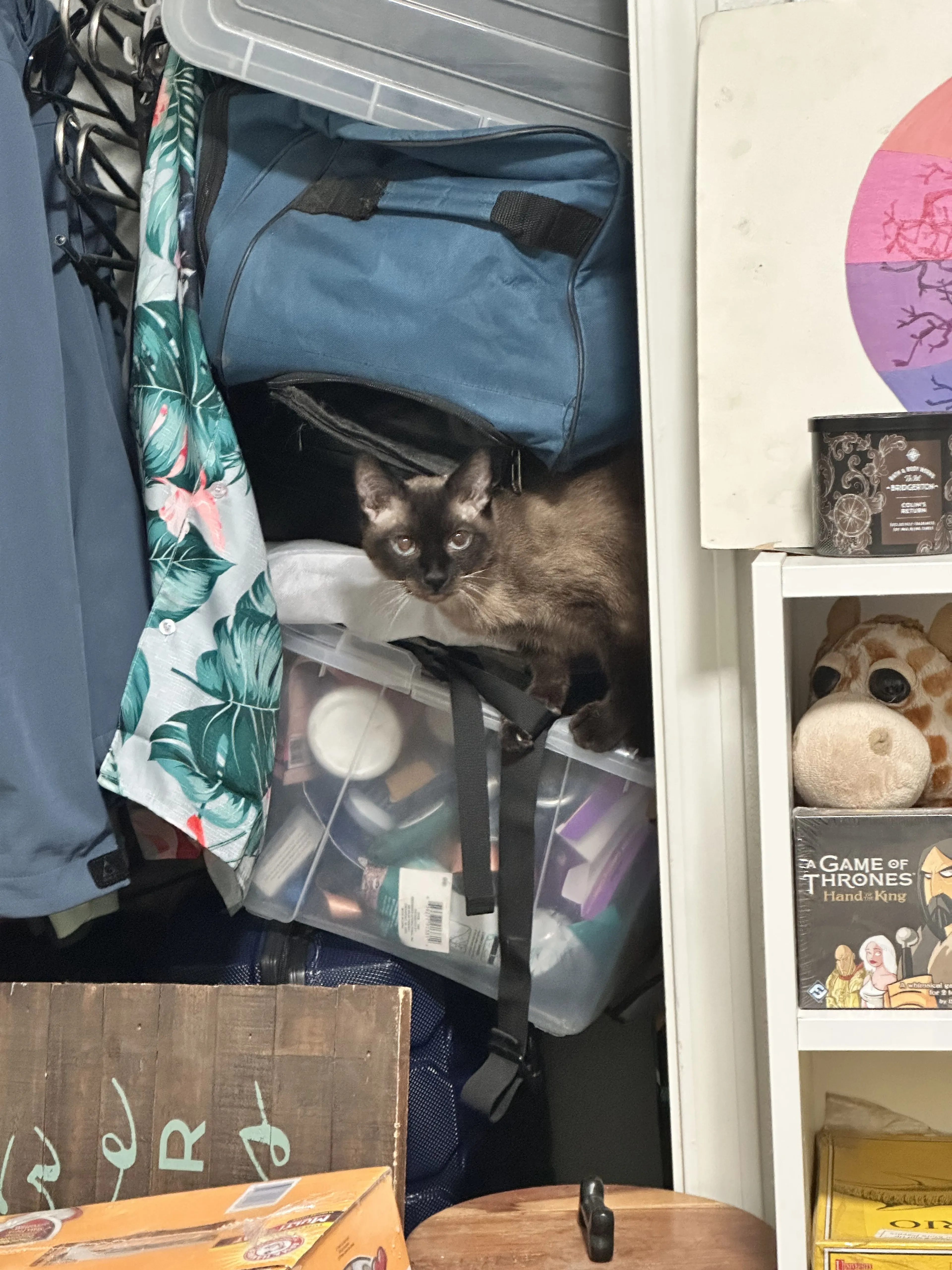 Lost pet-1