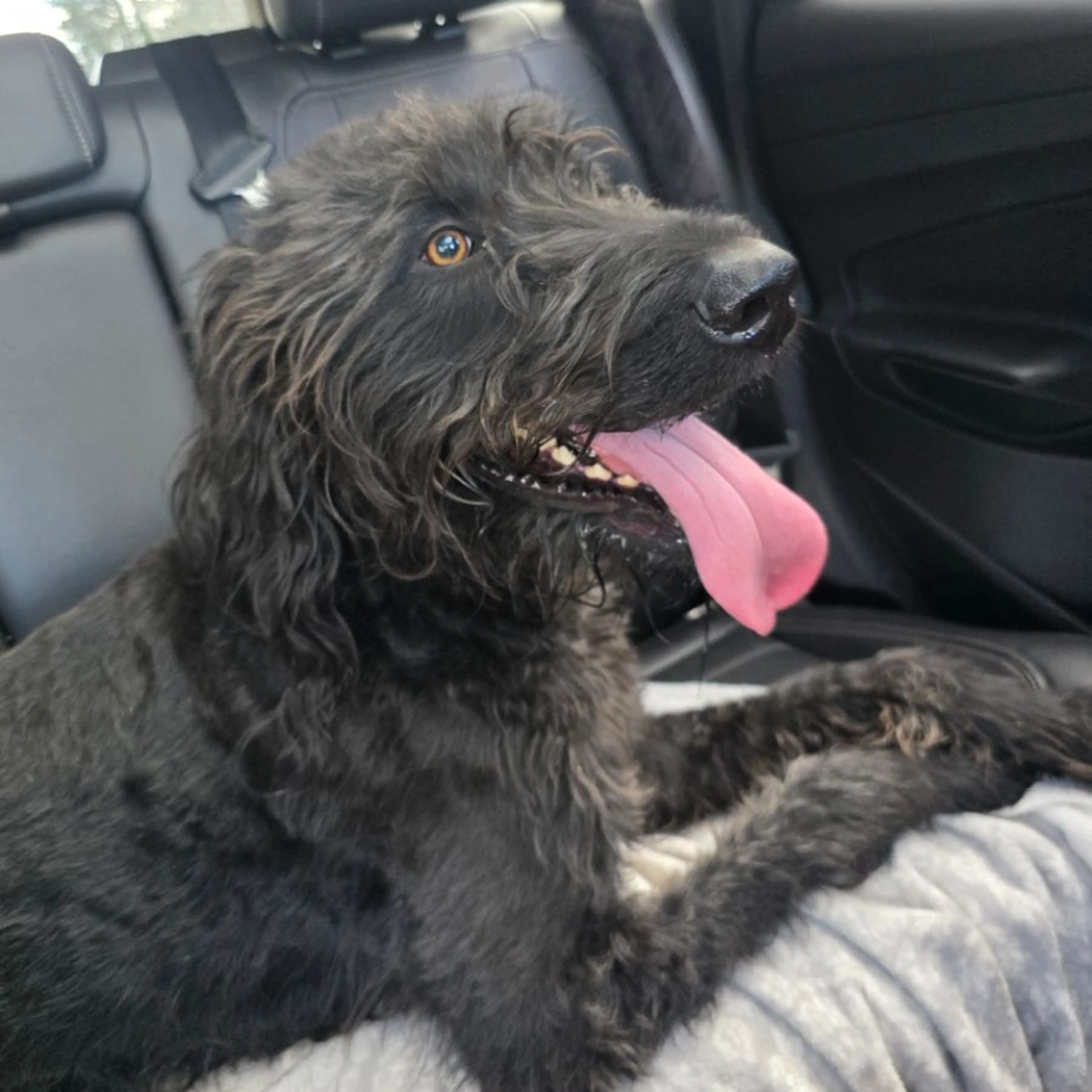 Found pet