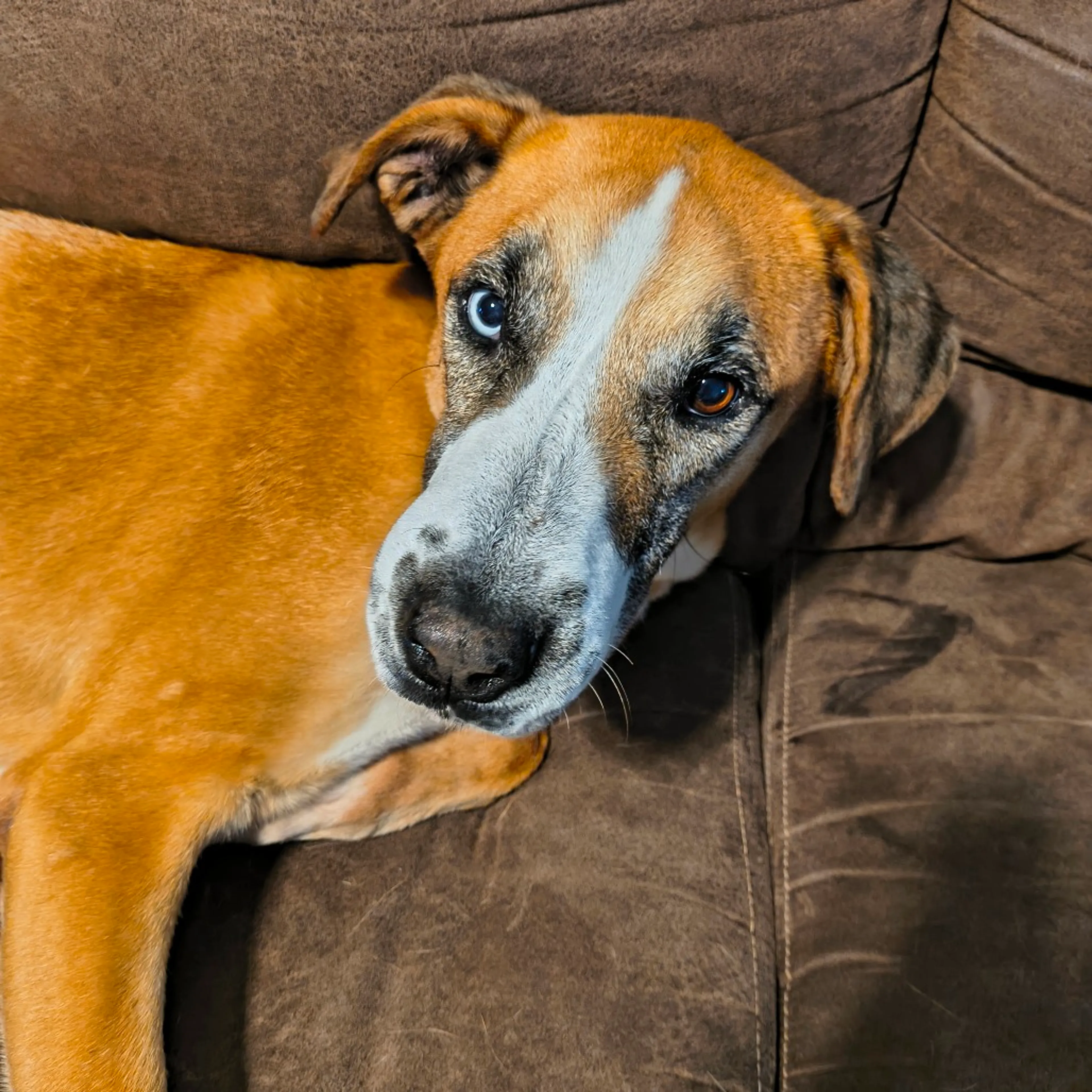 Found pet-11