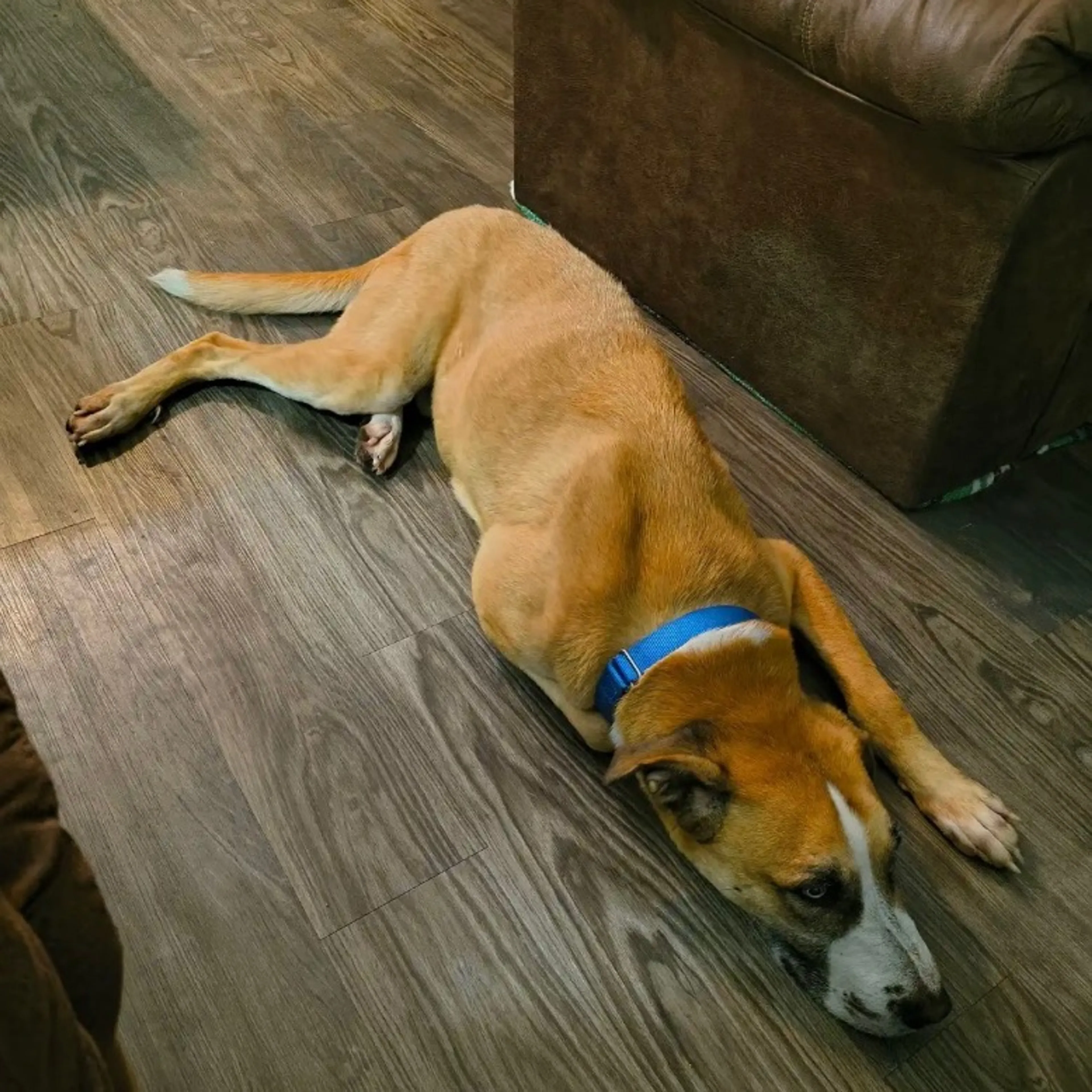 Found pet-15