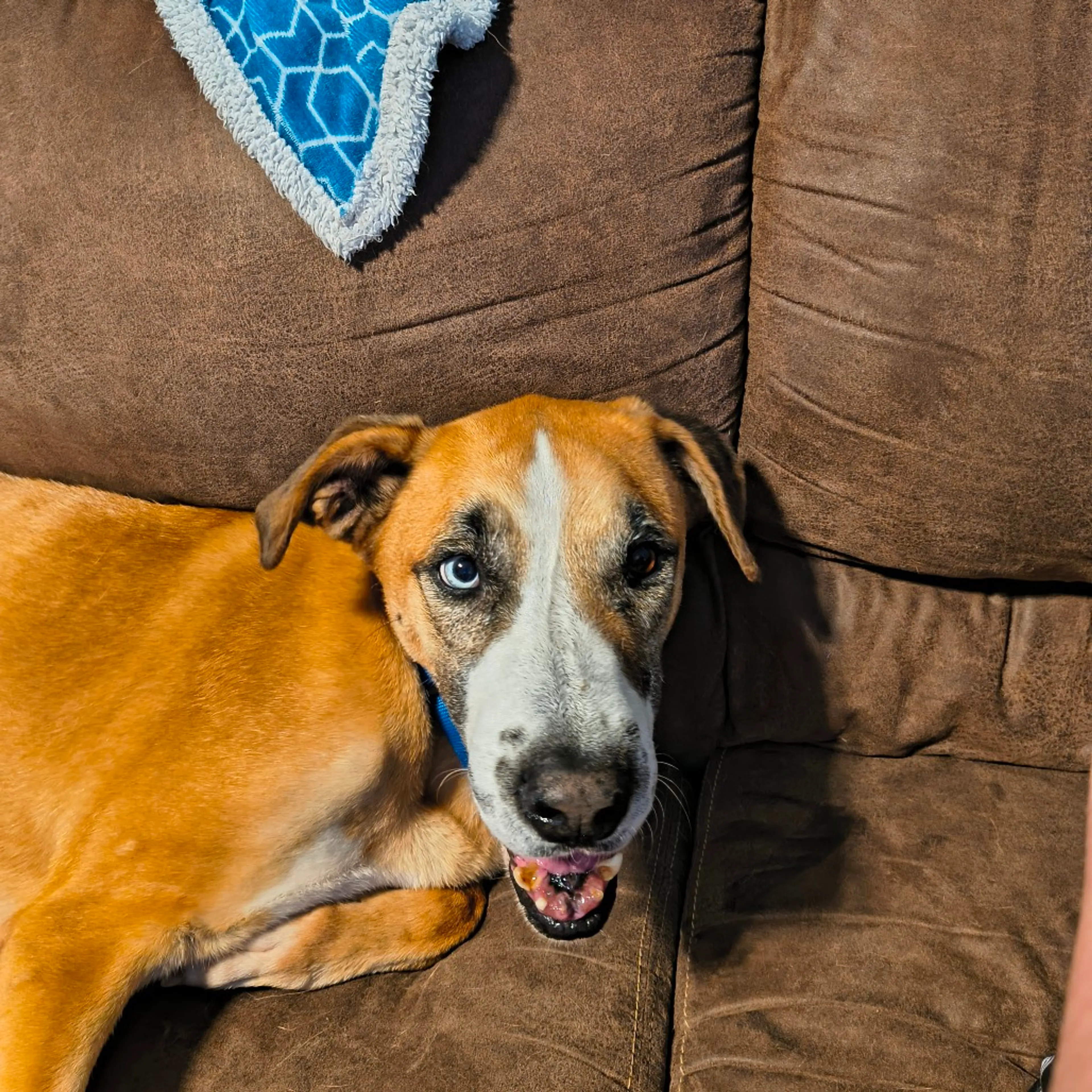 Found pet-12