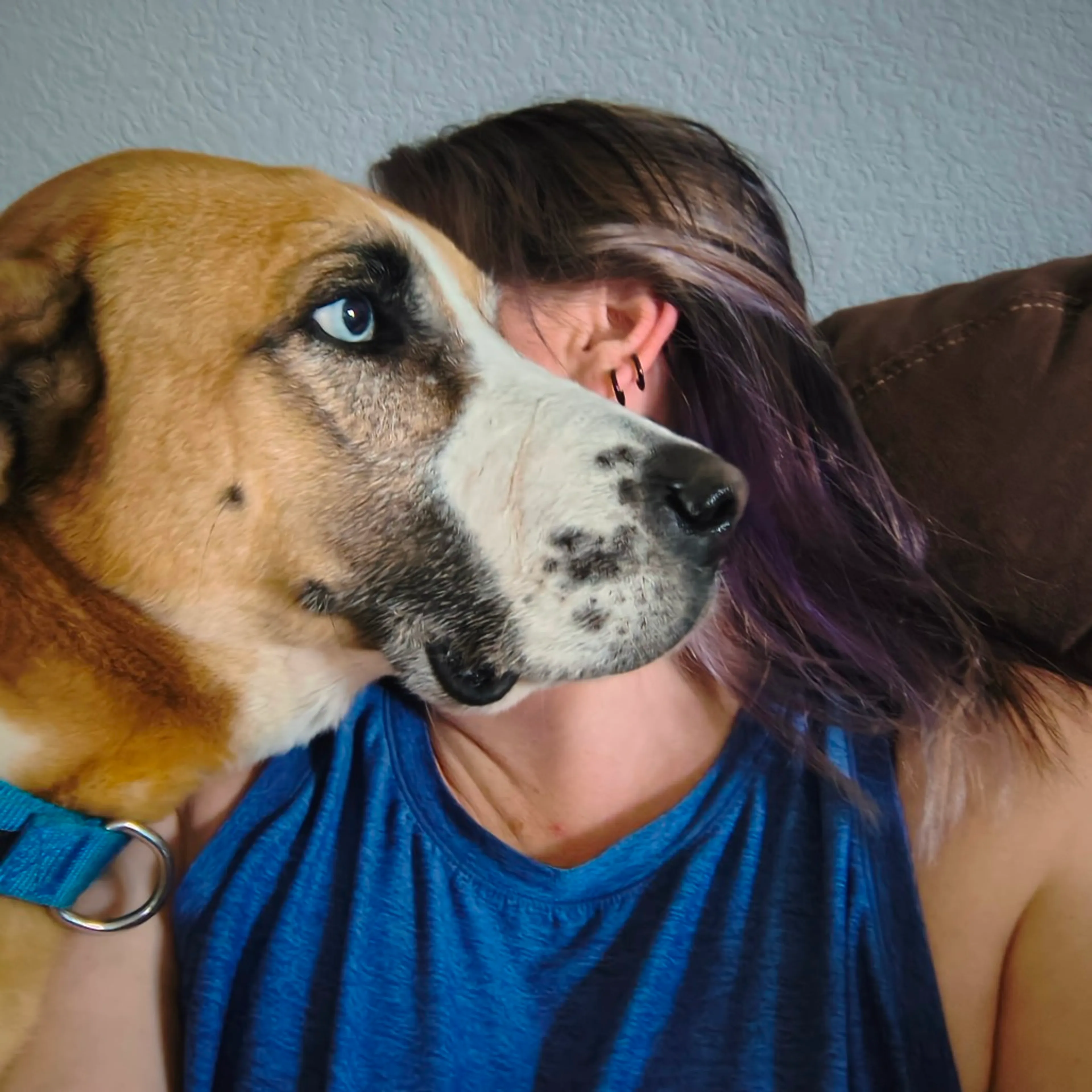 Found pet-19