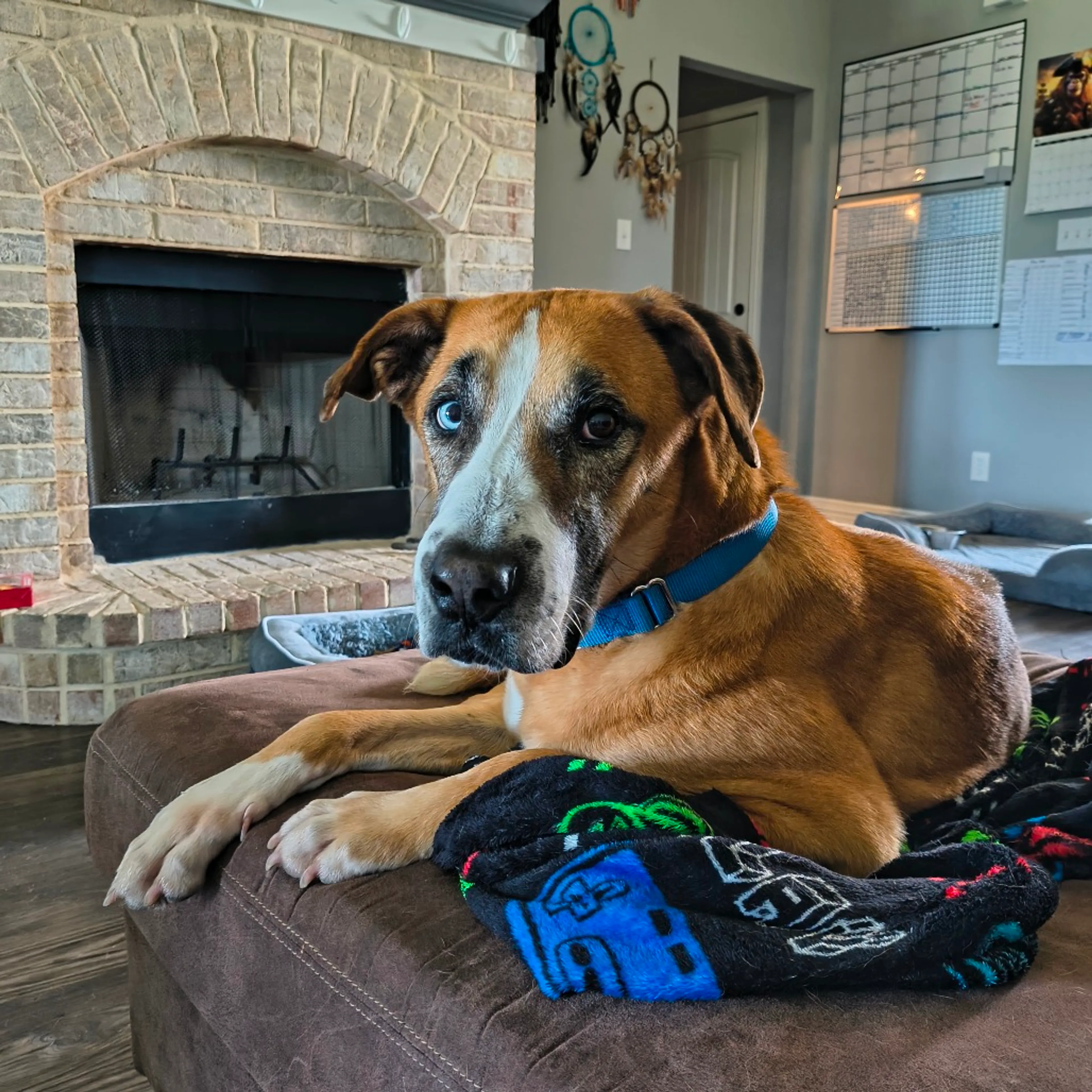 Found pet-18