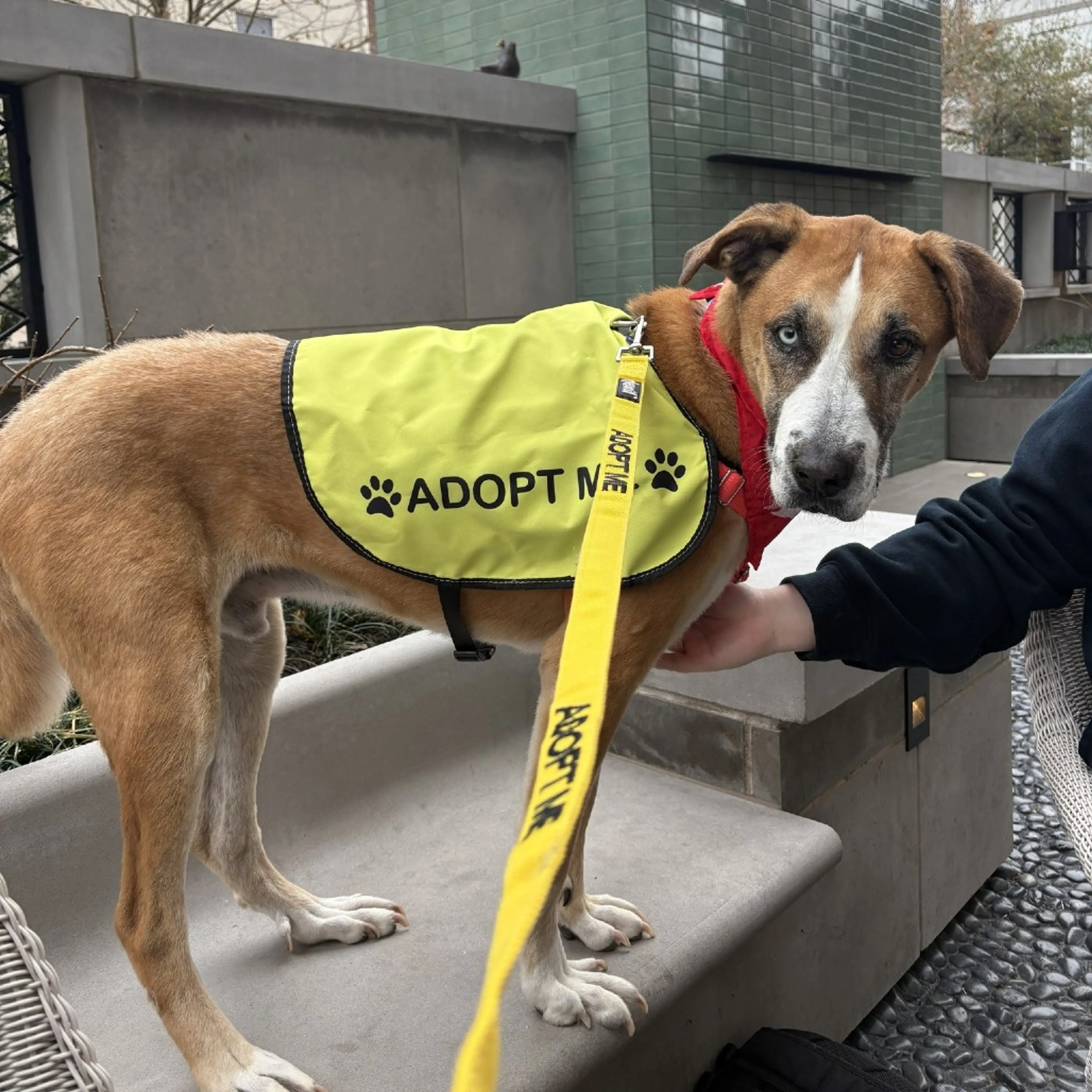 Found pet-1