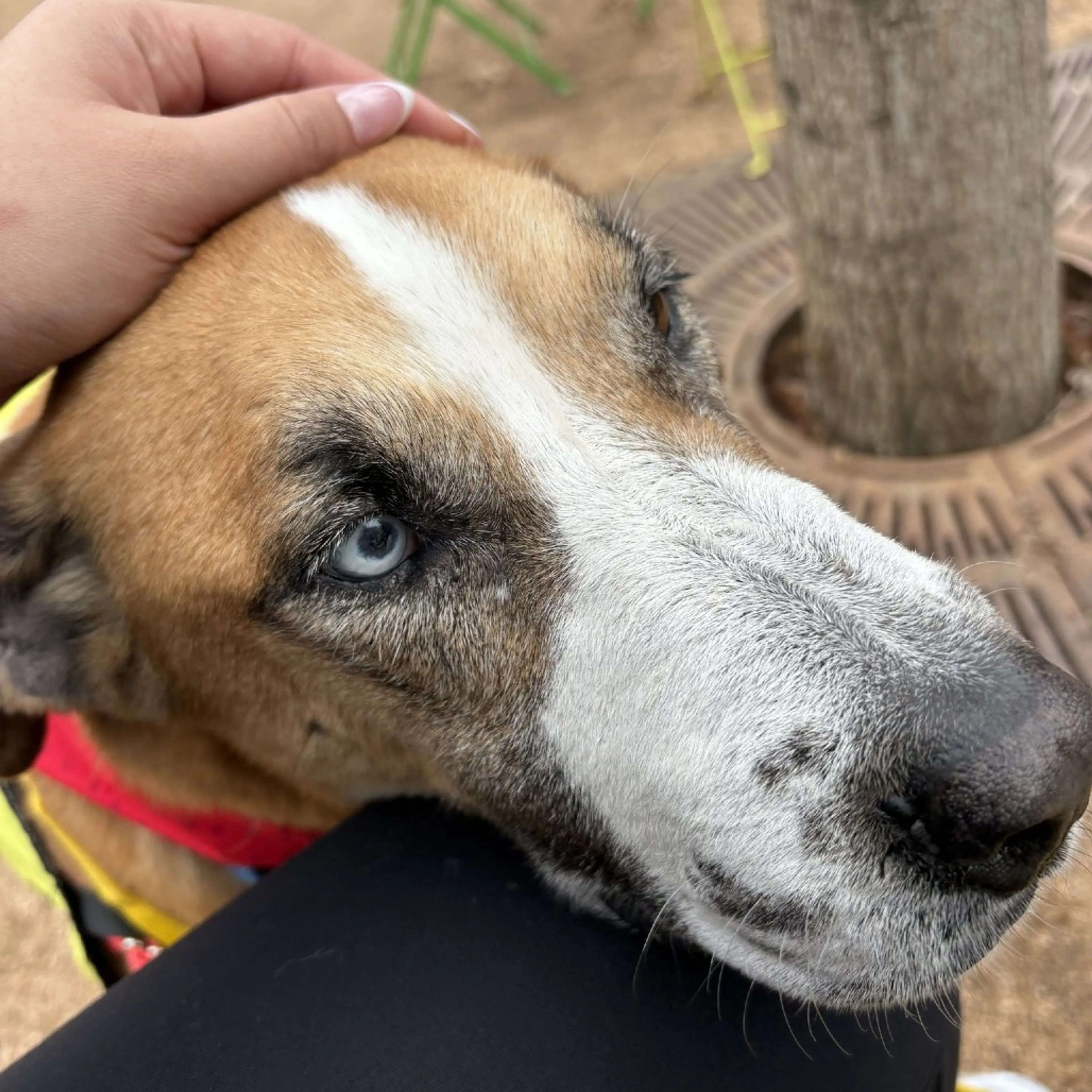 Found pet-6