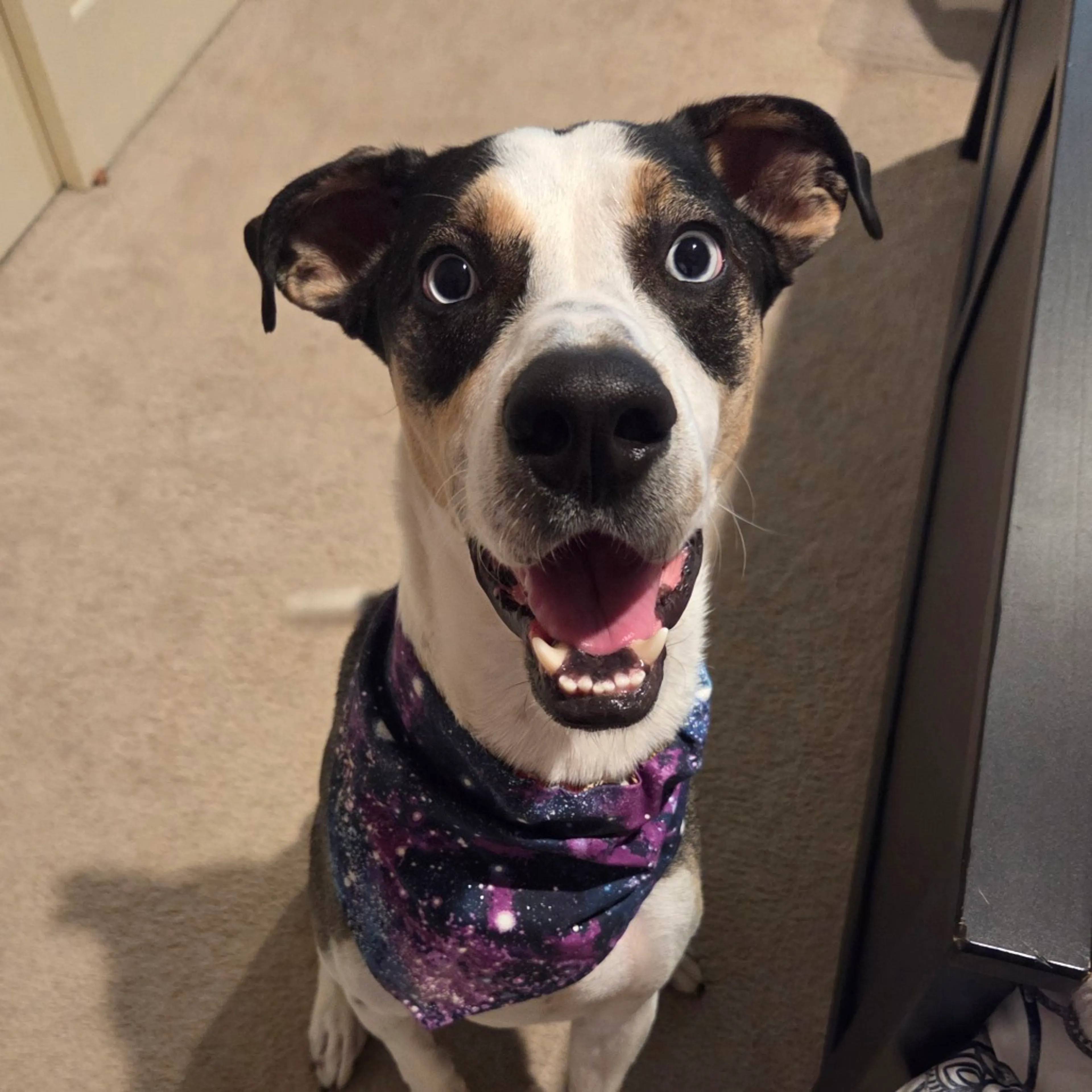 Found pet-14