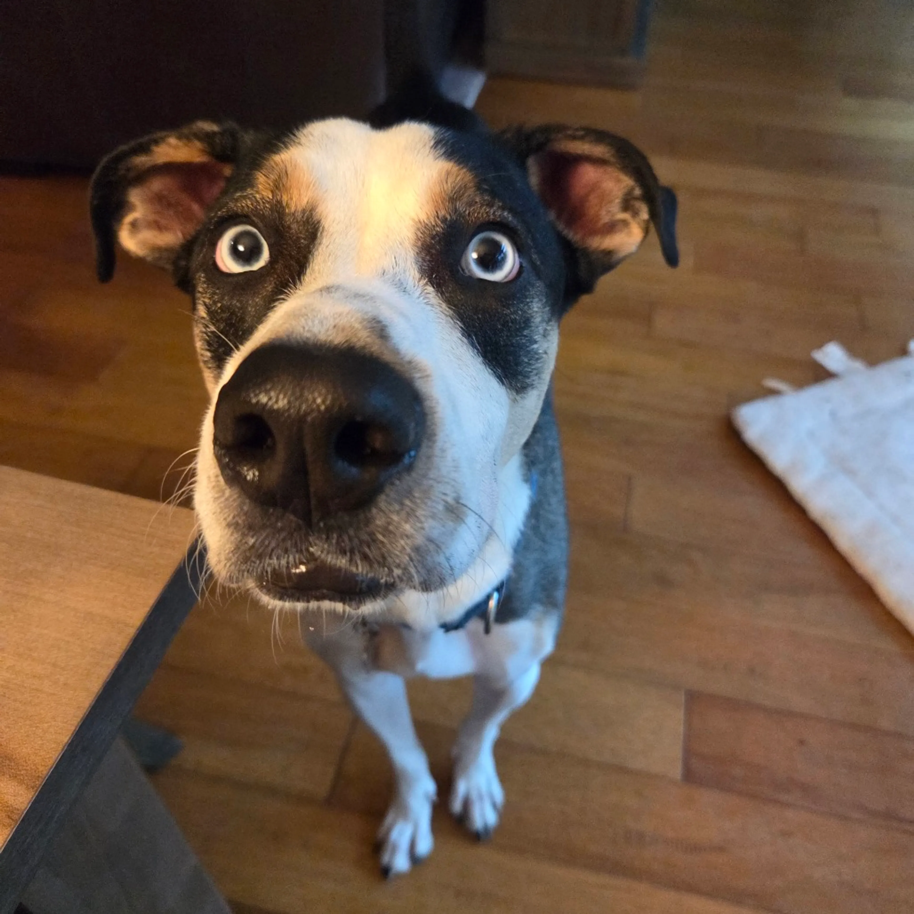 Found pet-10