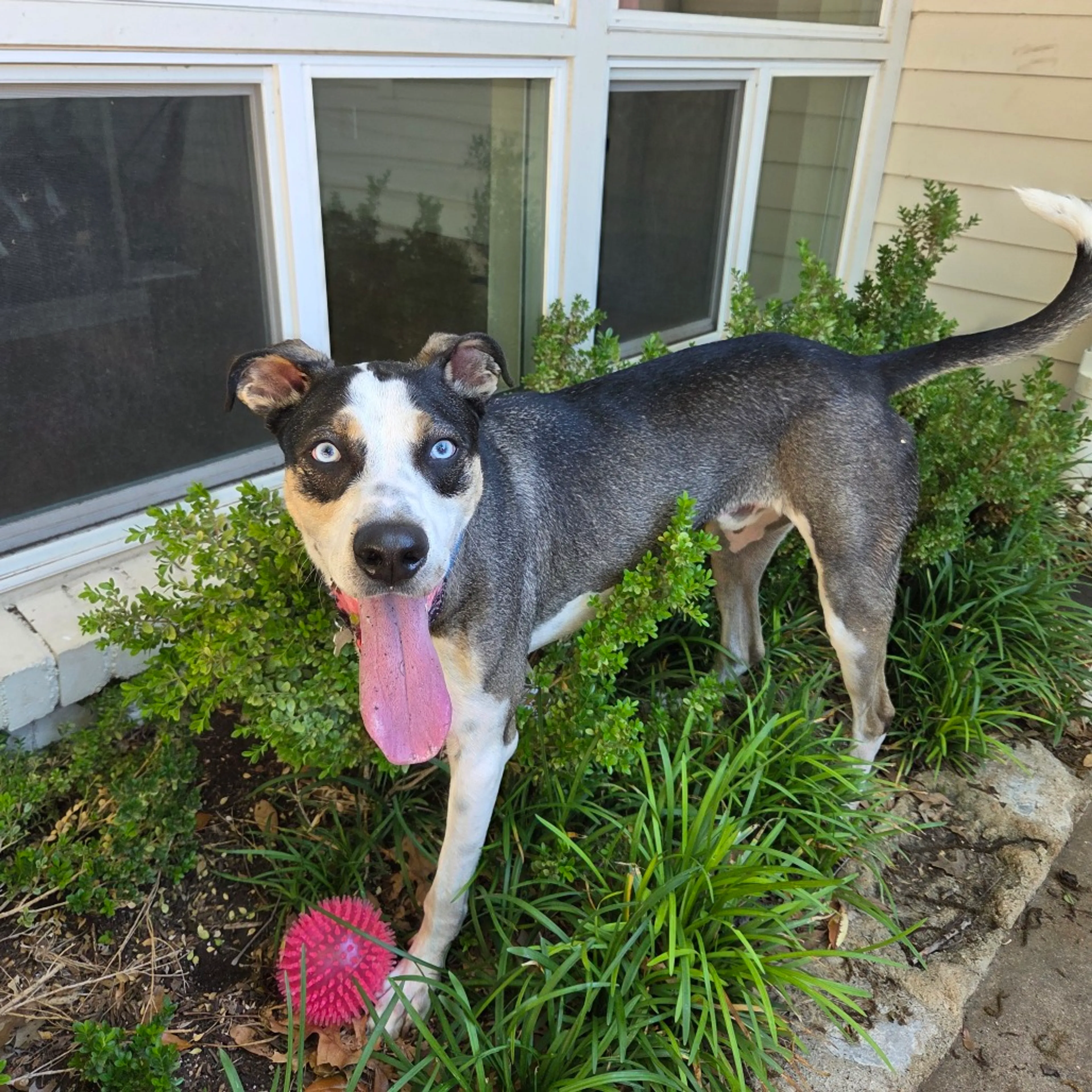 Found pet-4