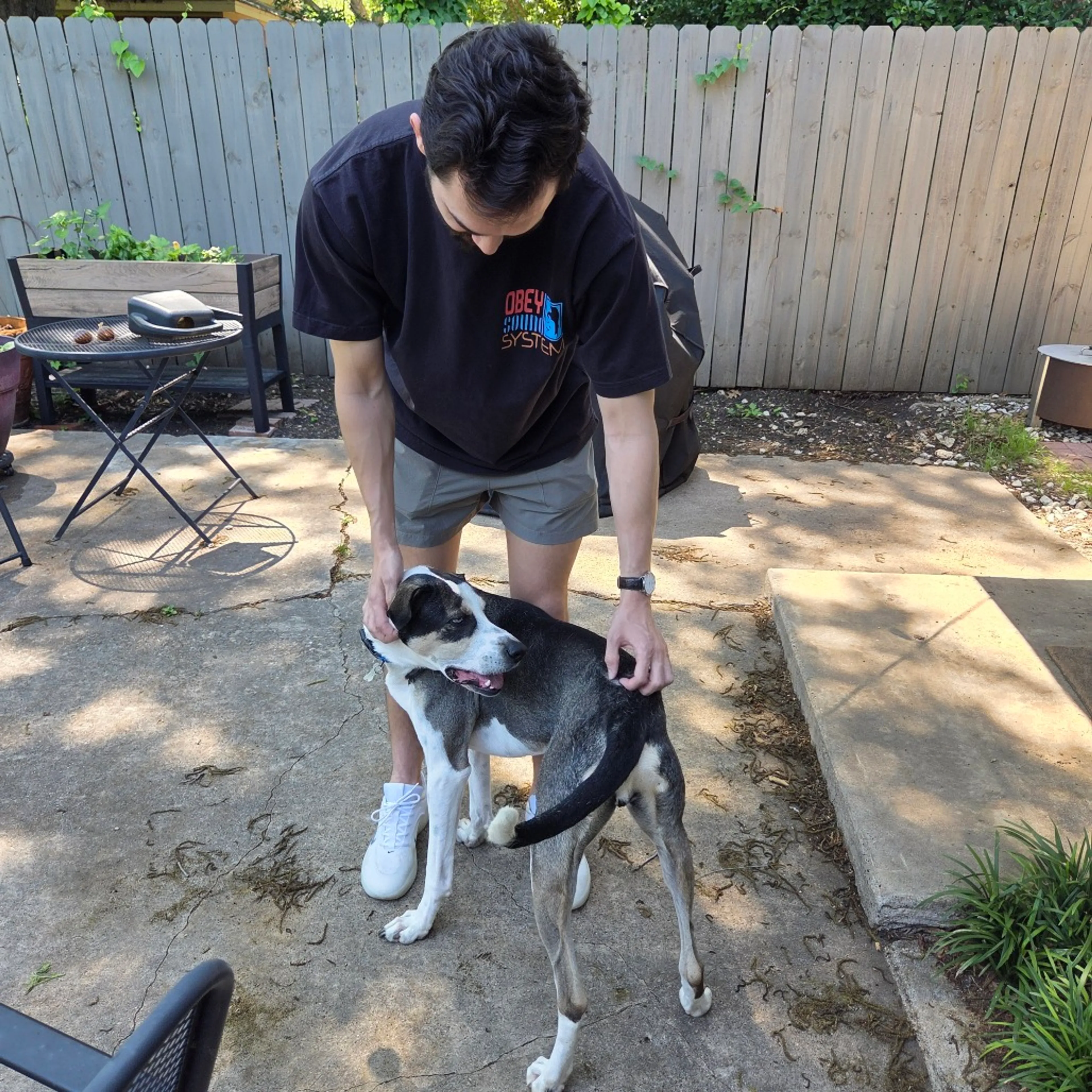 Found pet-6