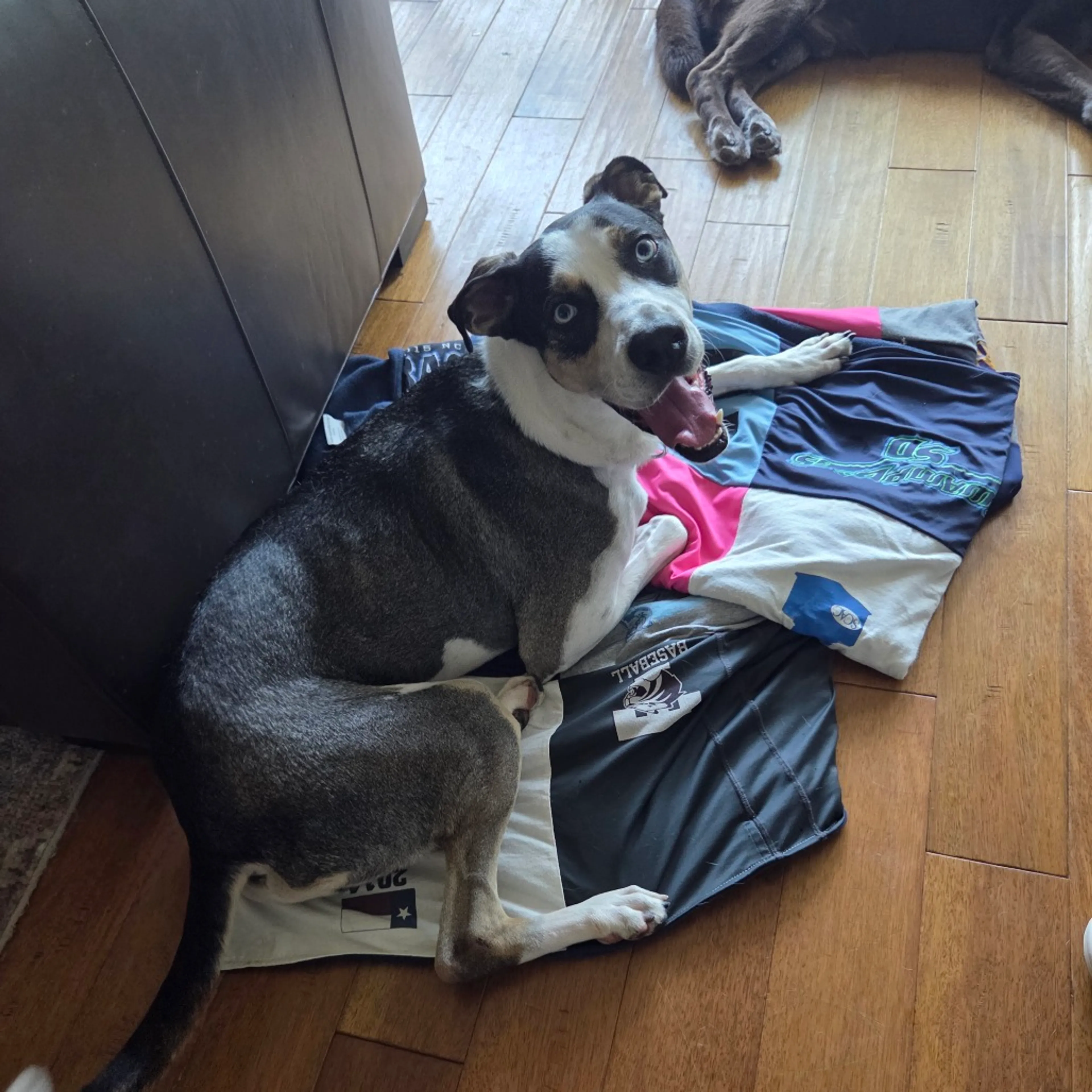 Found pet-15