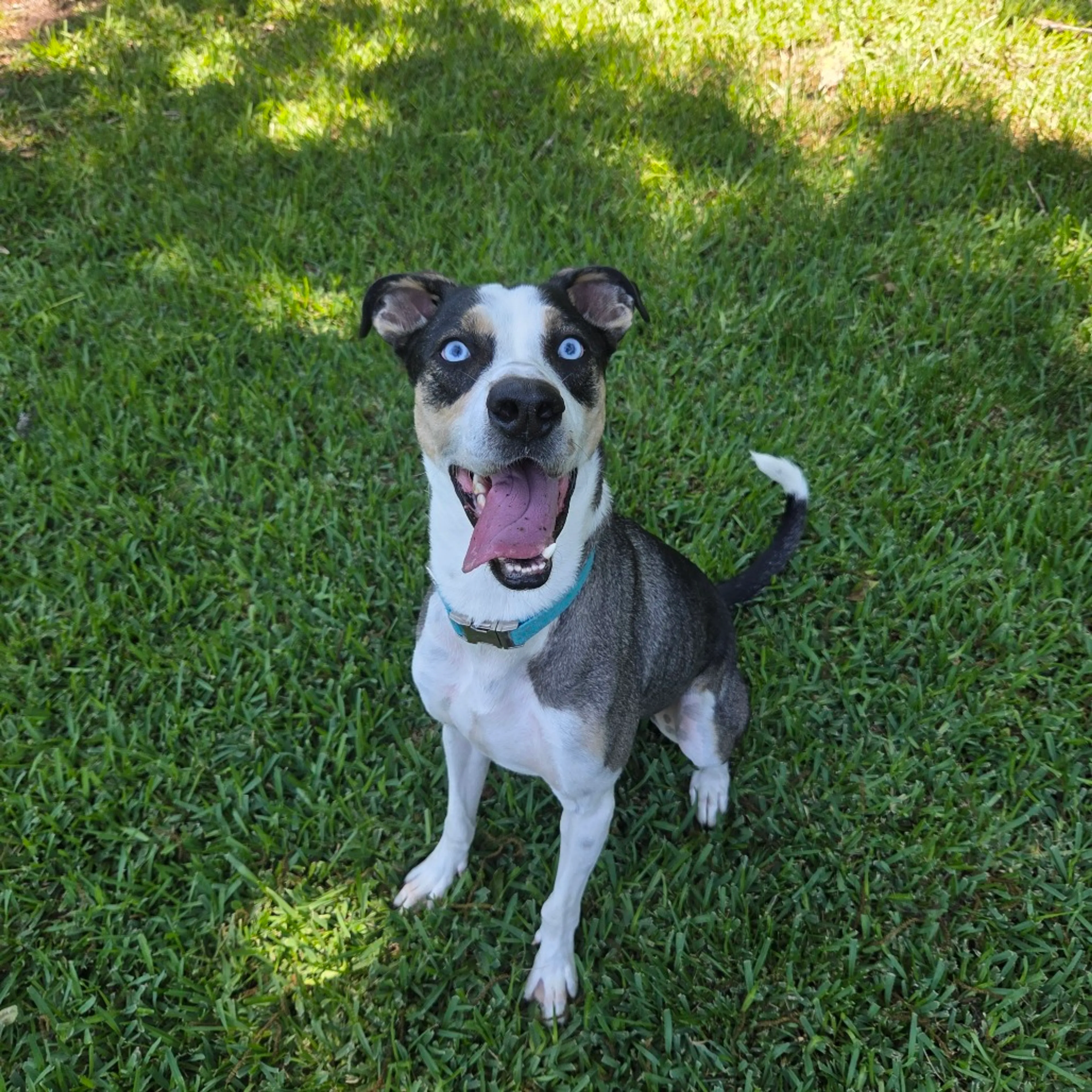 Found pet-3