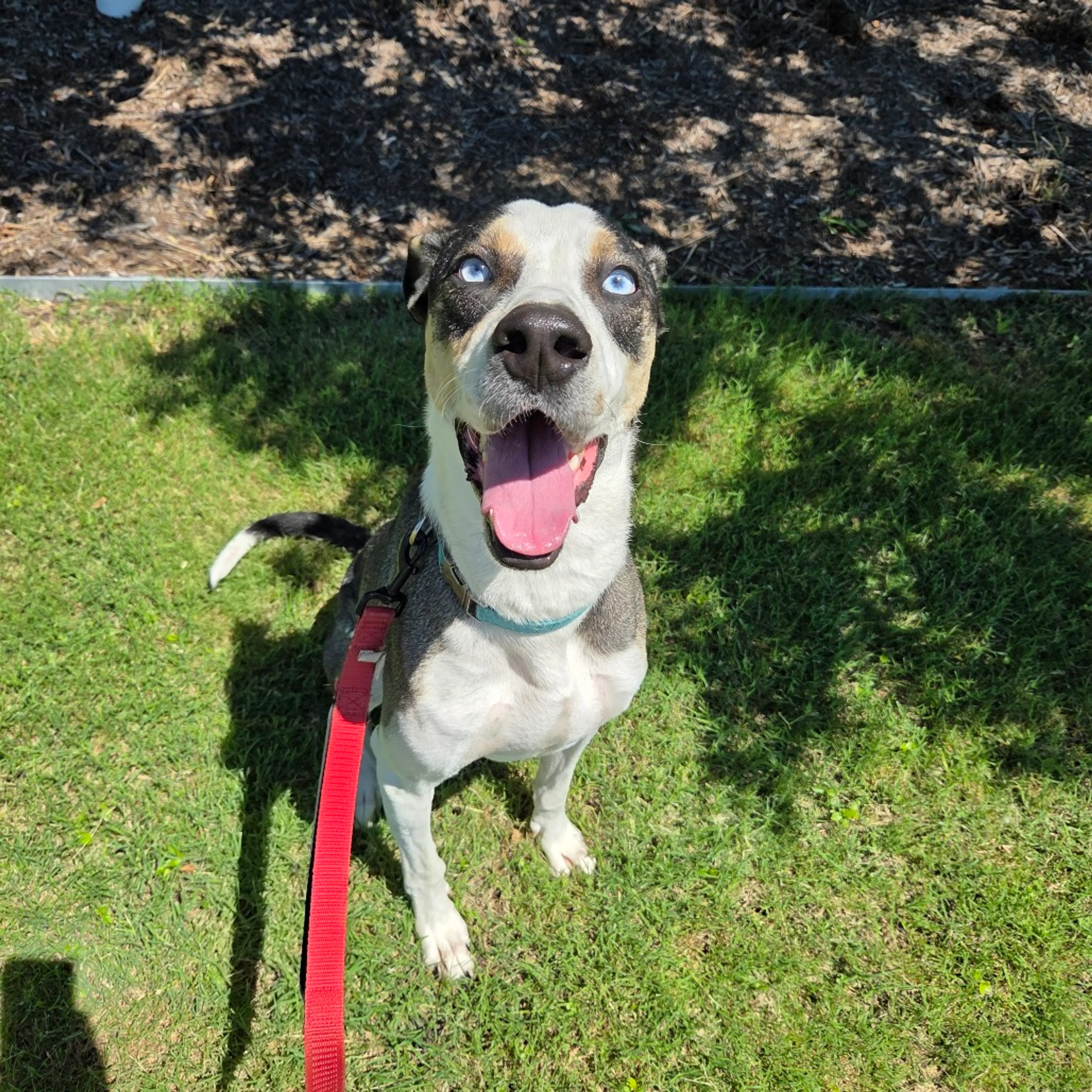 Found pet-1