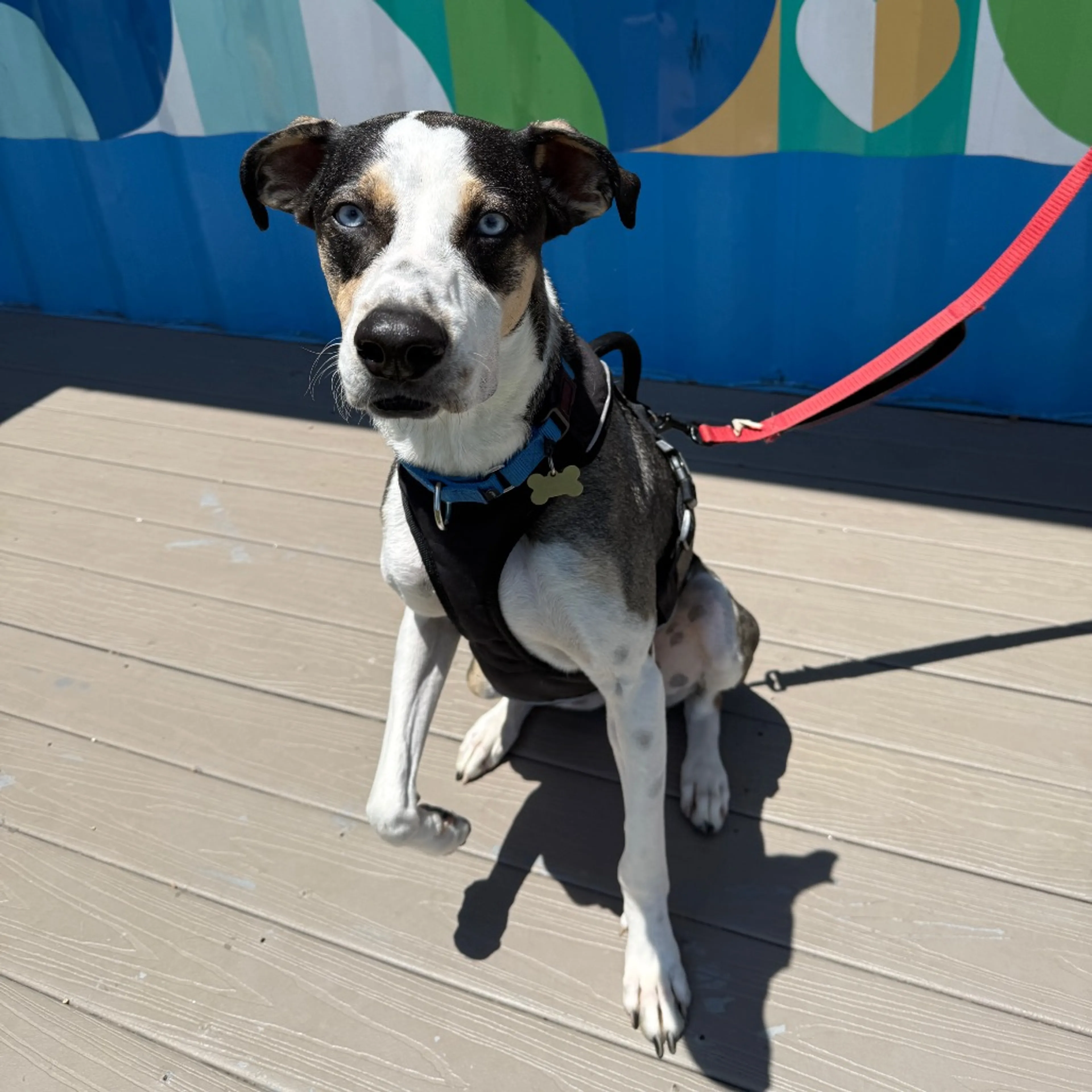 Found pet-11