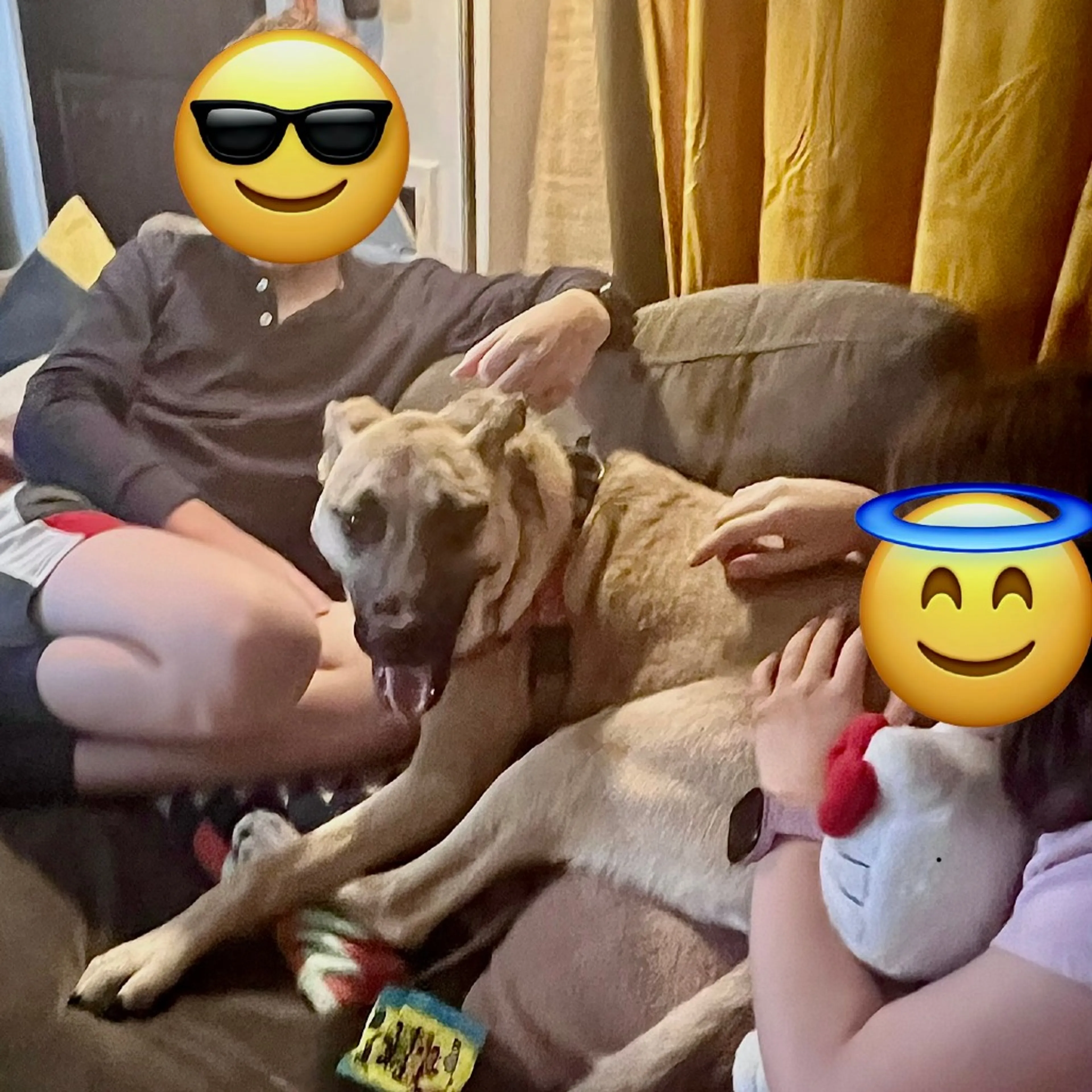 Found pet-12