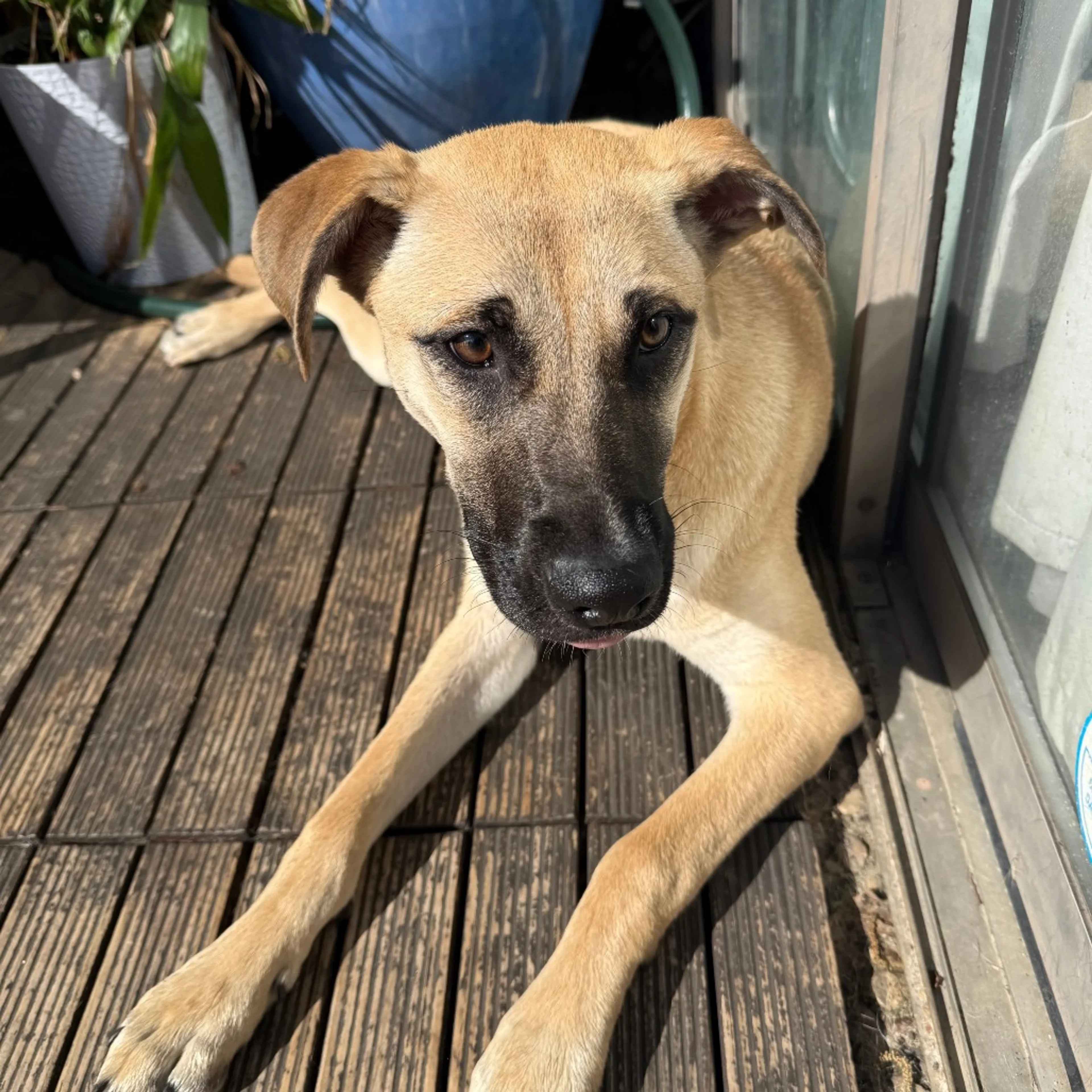 Found pet-7