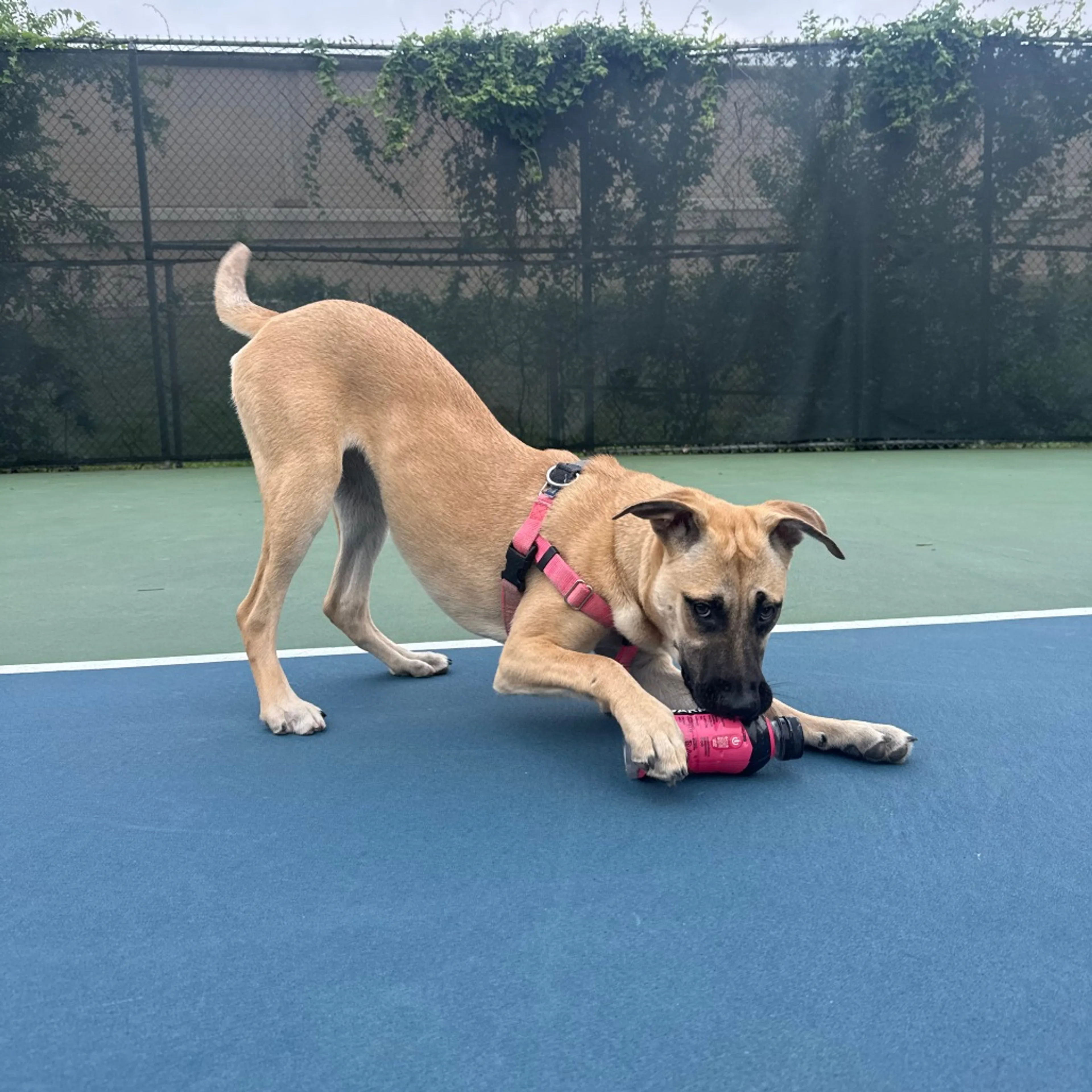 Found pet-8