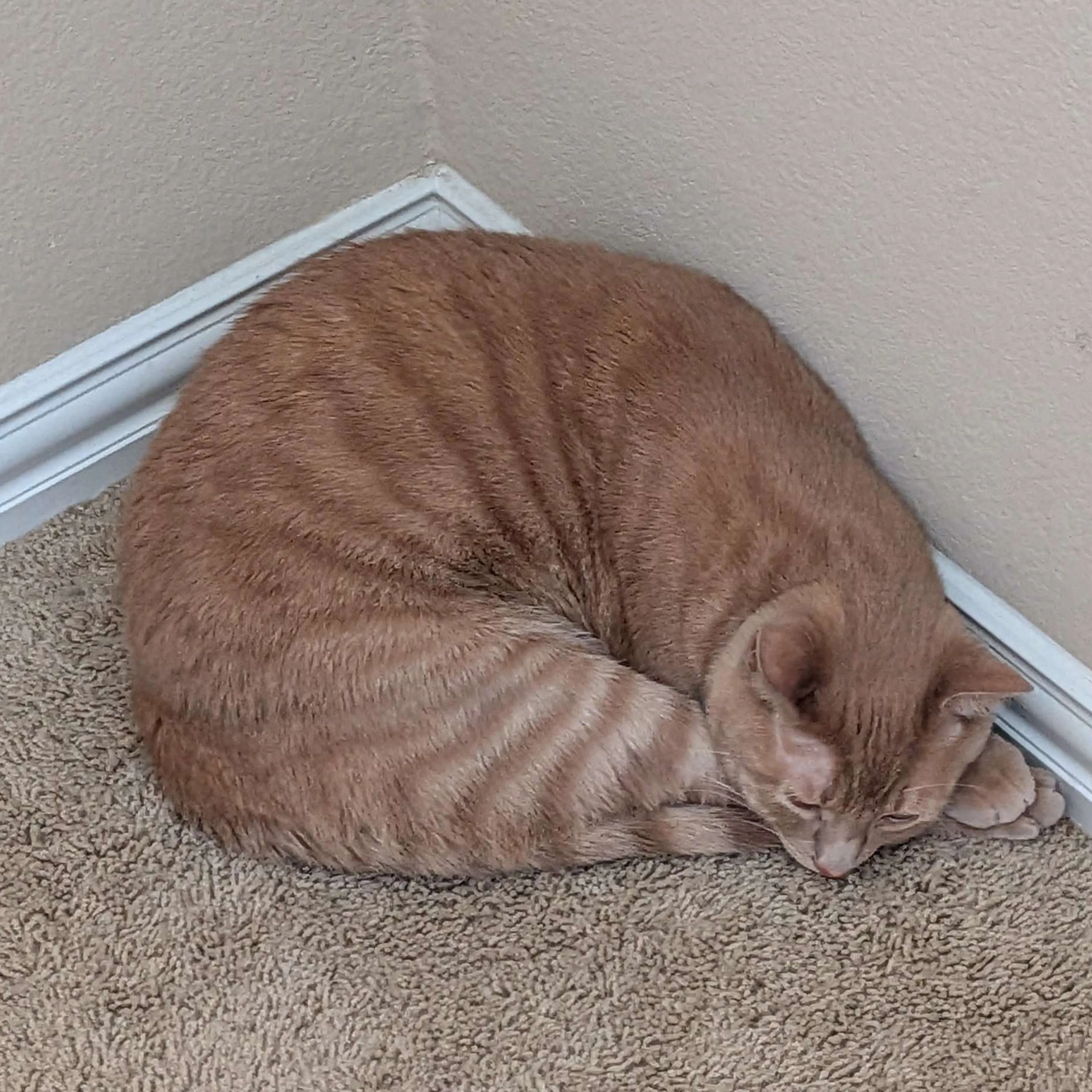 Lost pet-3