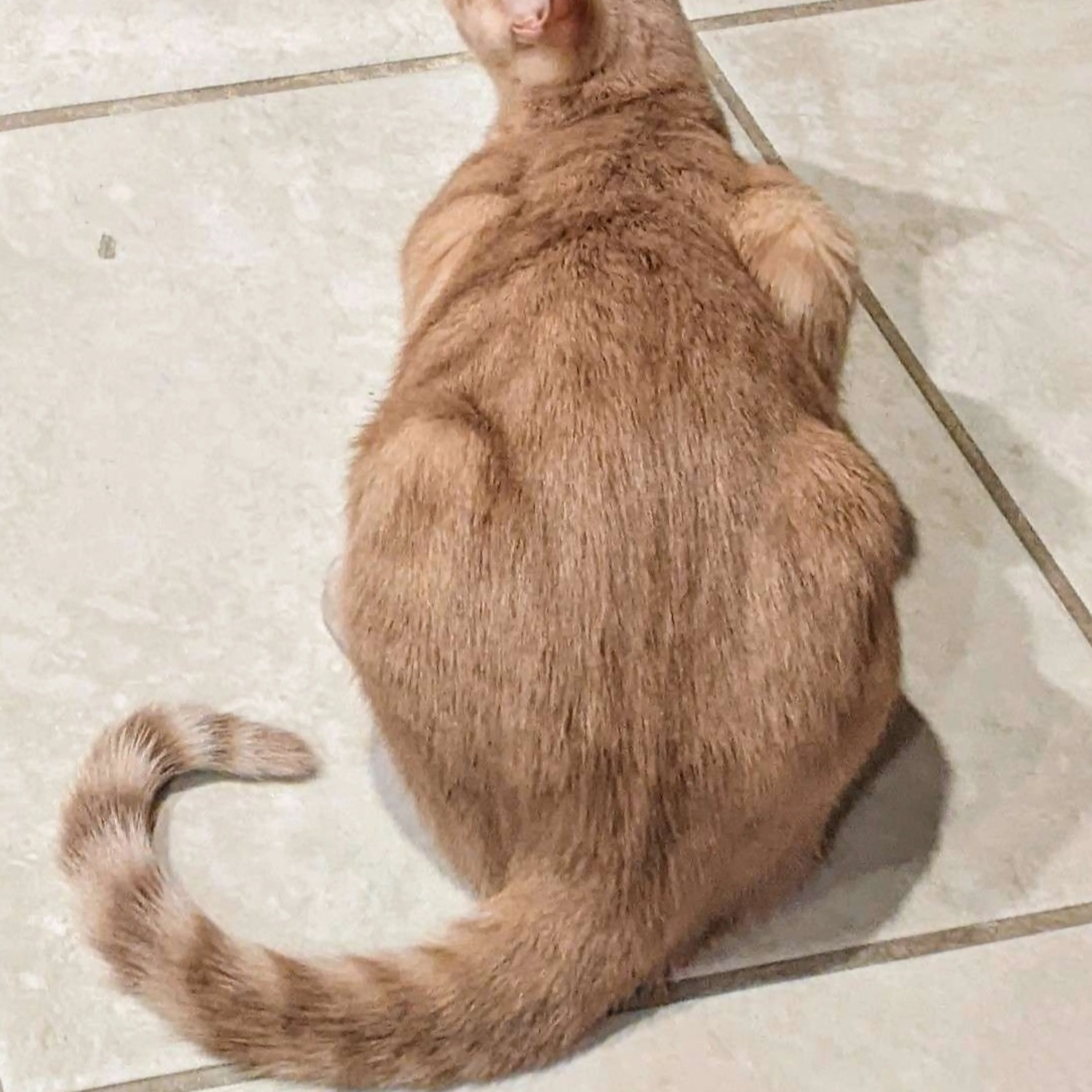 Lost pet-1