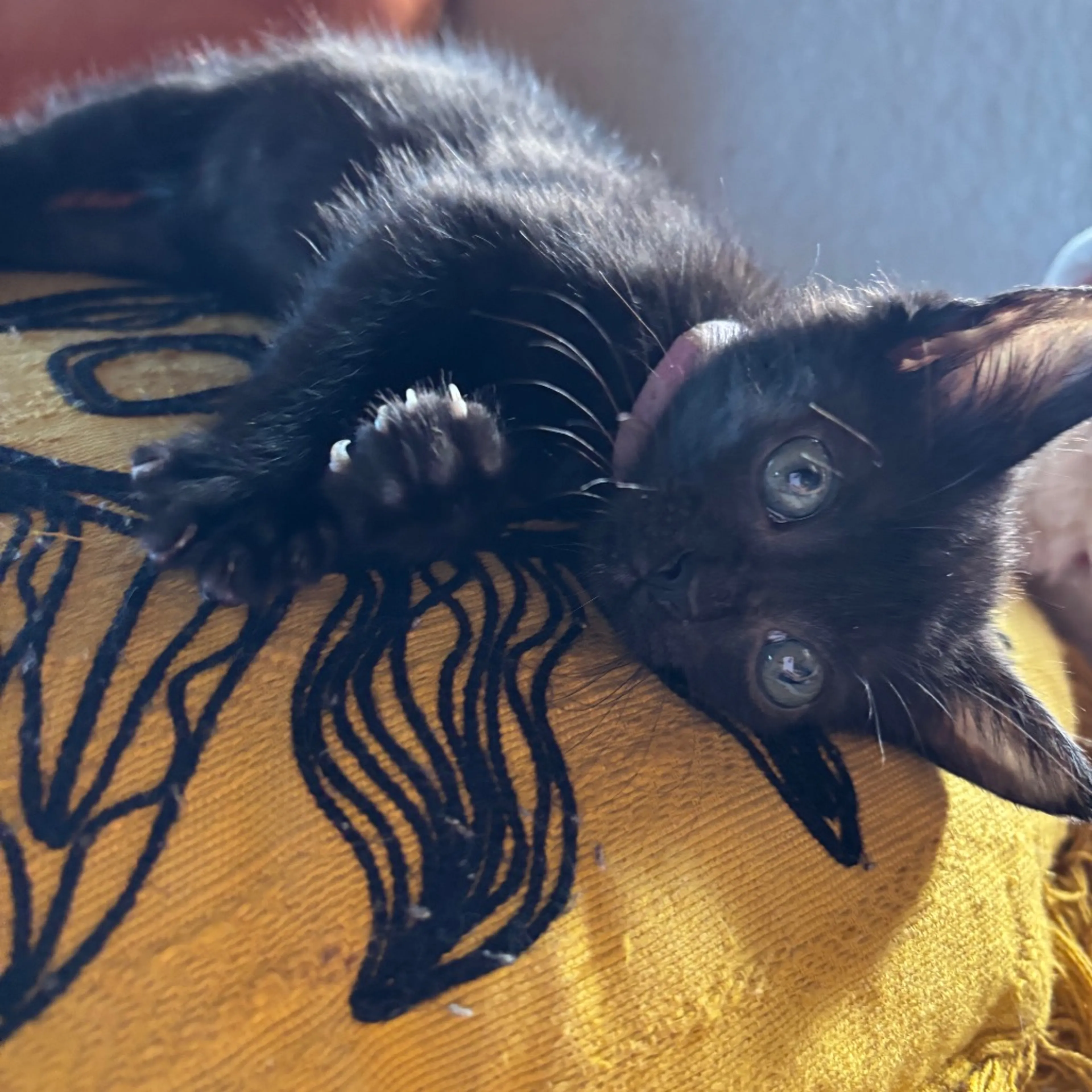 Found pet-3