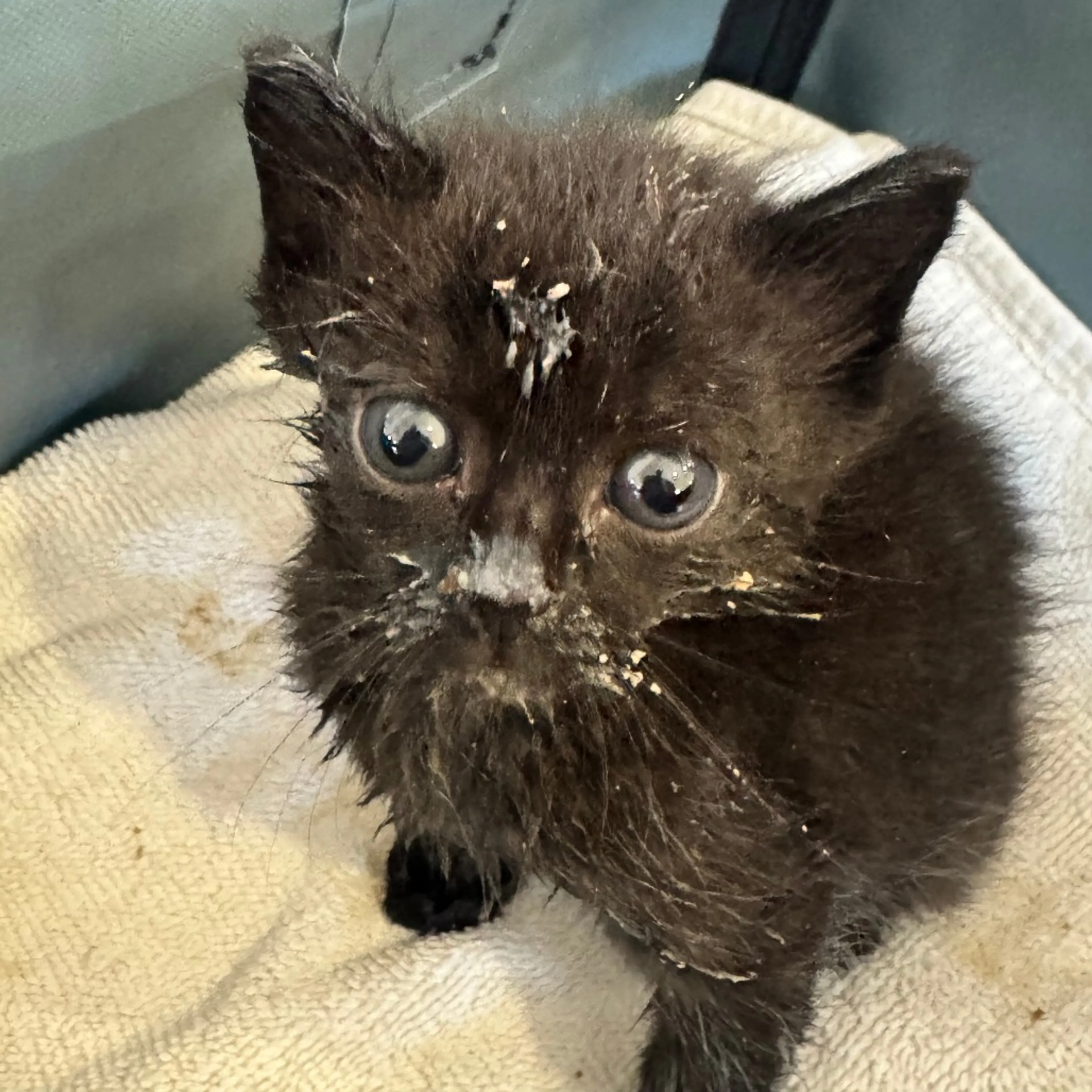 Found pet-1