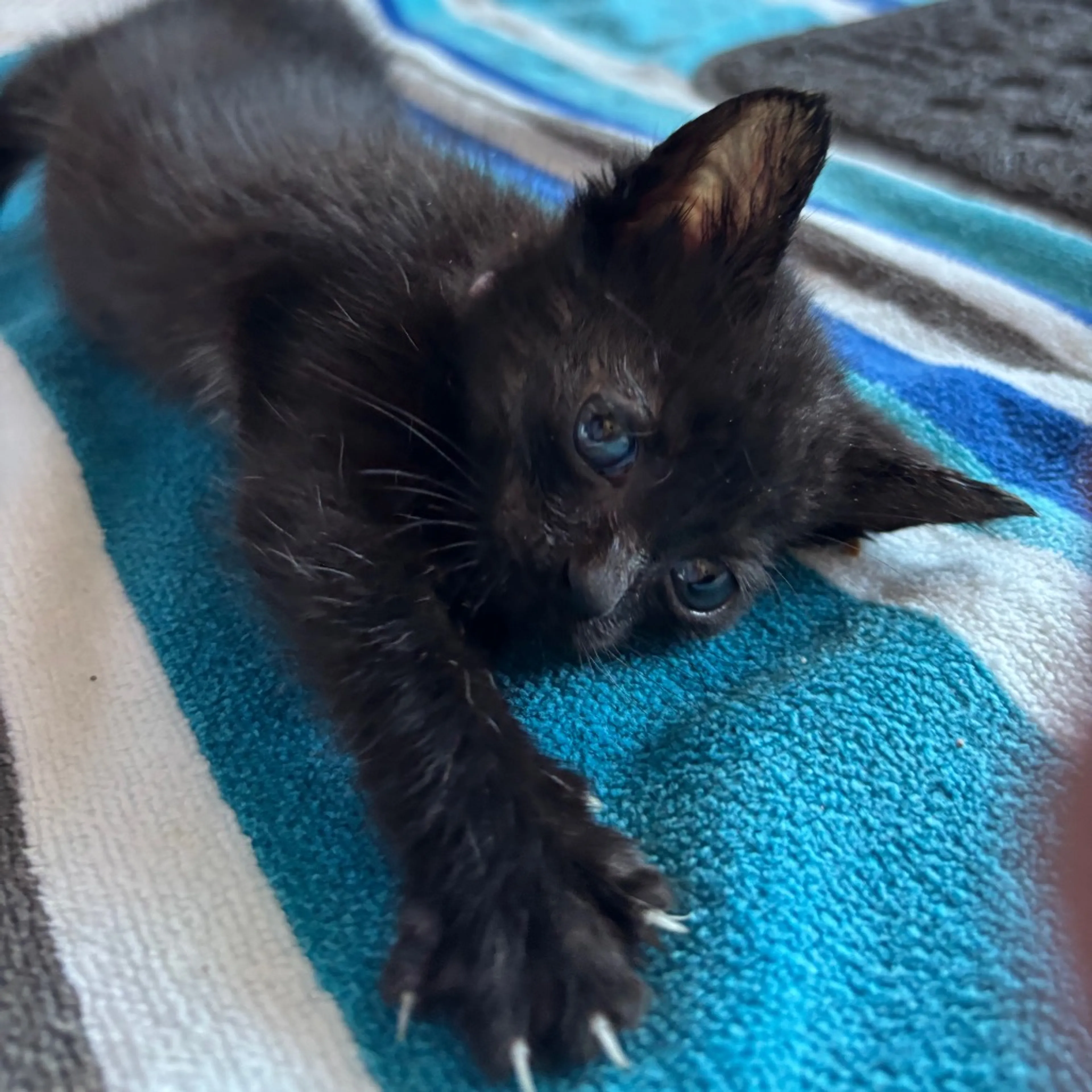 Found pet-2
