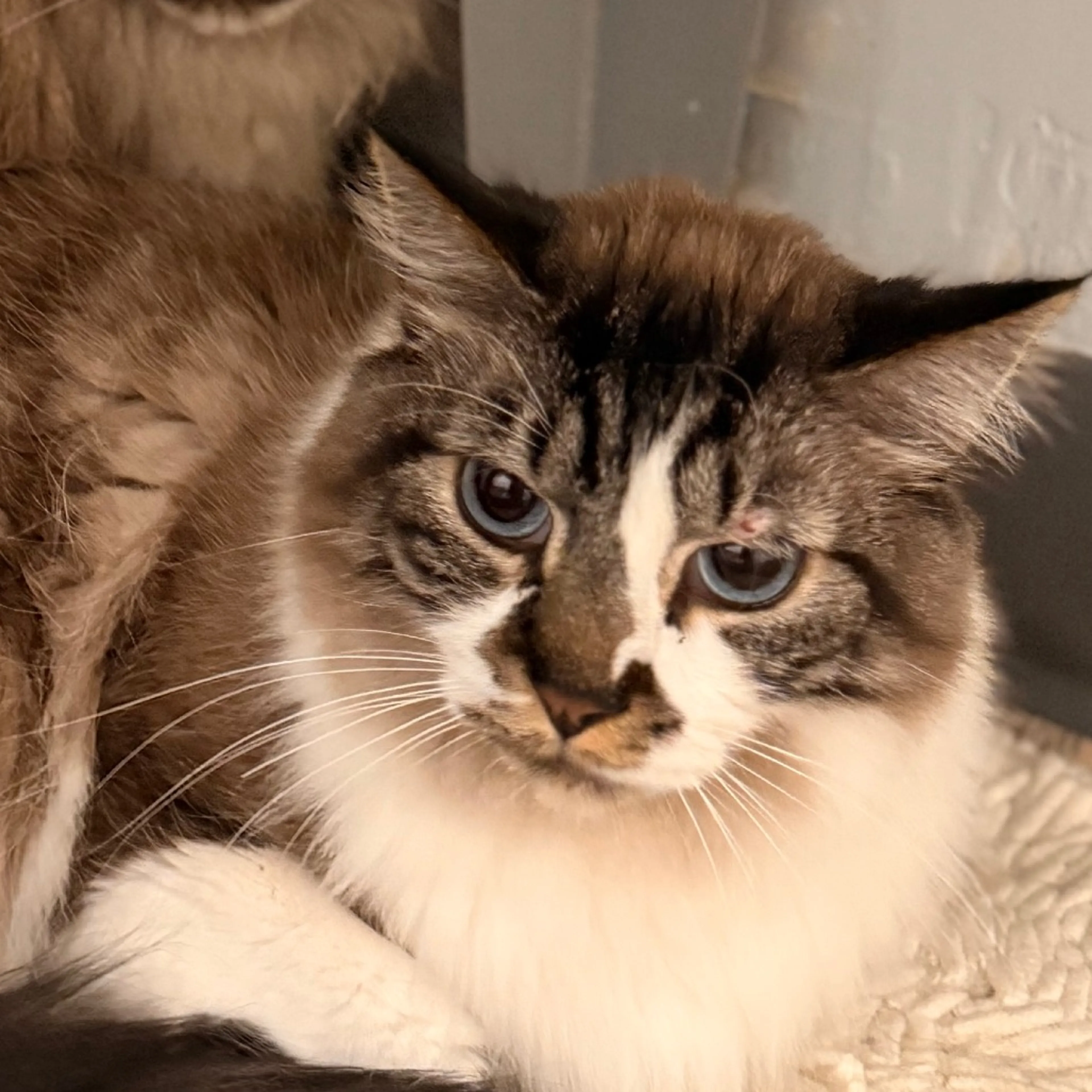 Found pet-2