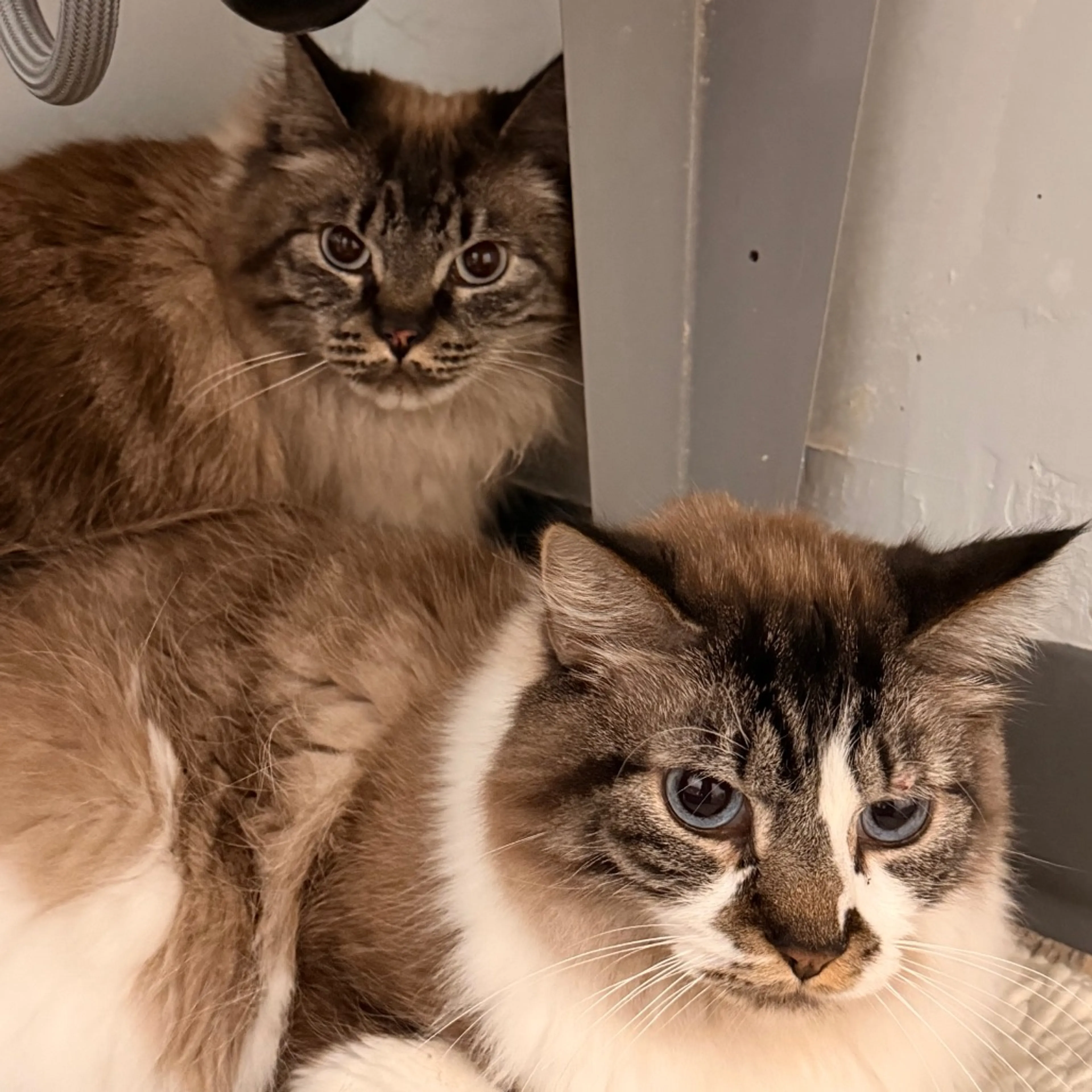 Found pet-1