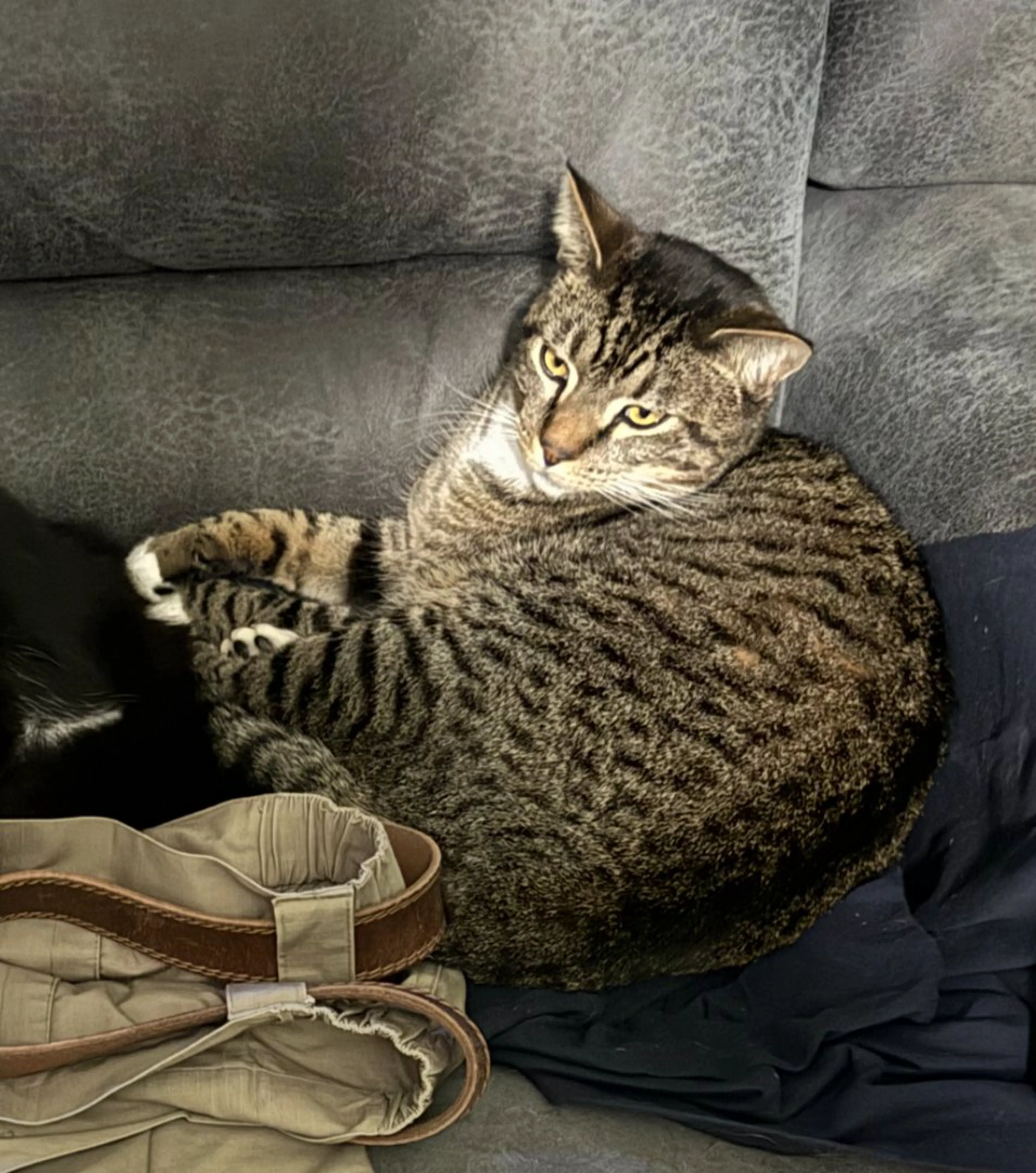 Lost pet