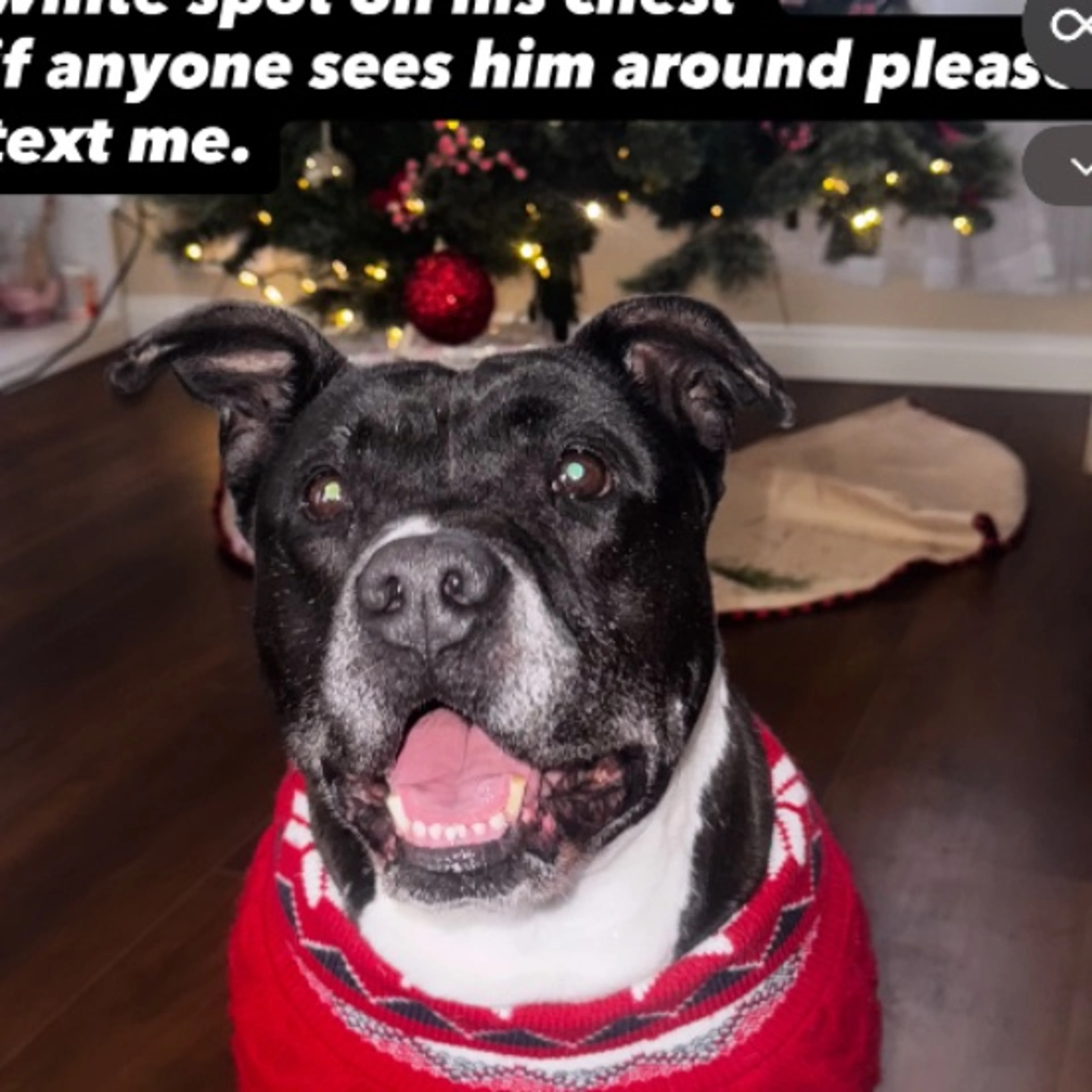 Lost pet