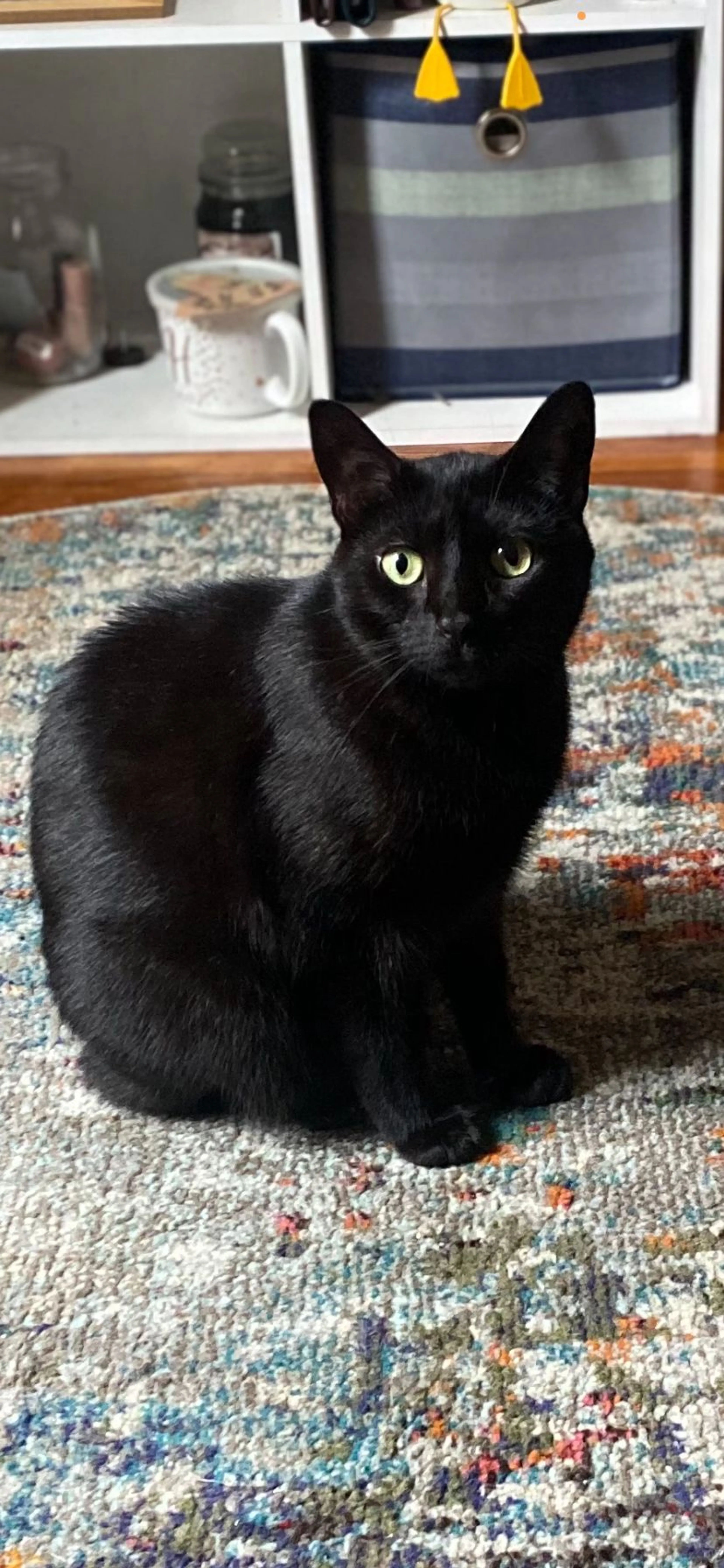 Lost pet