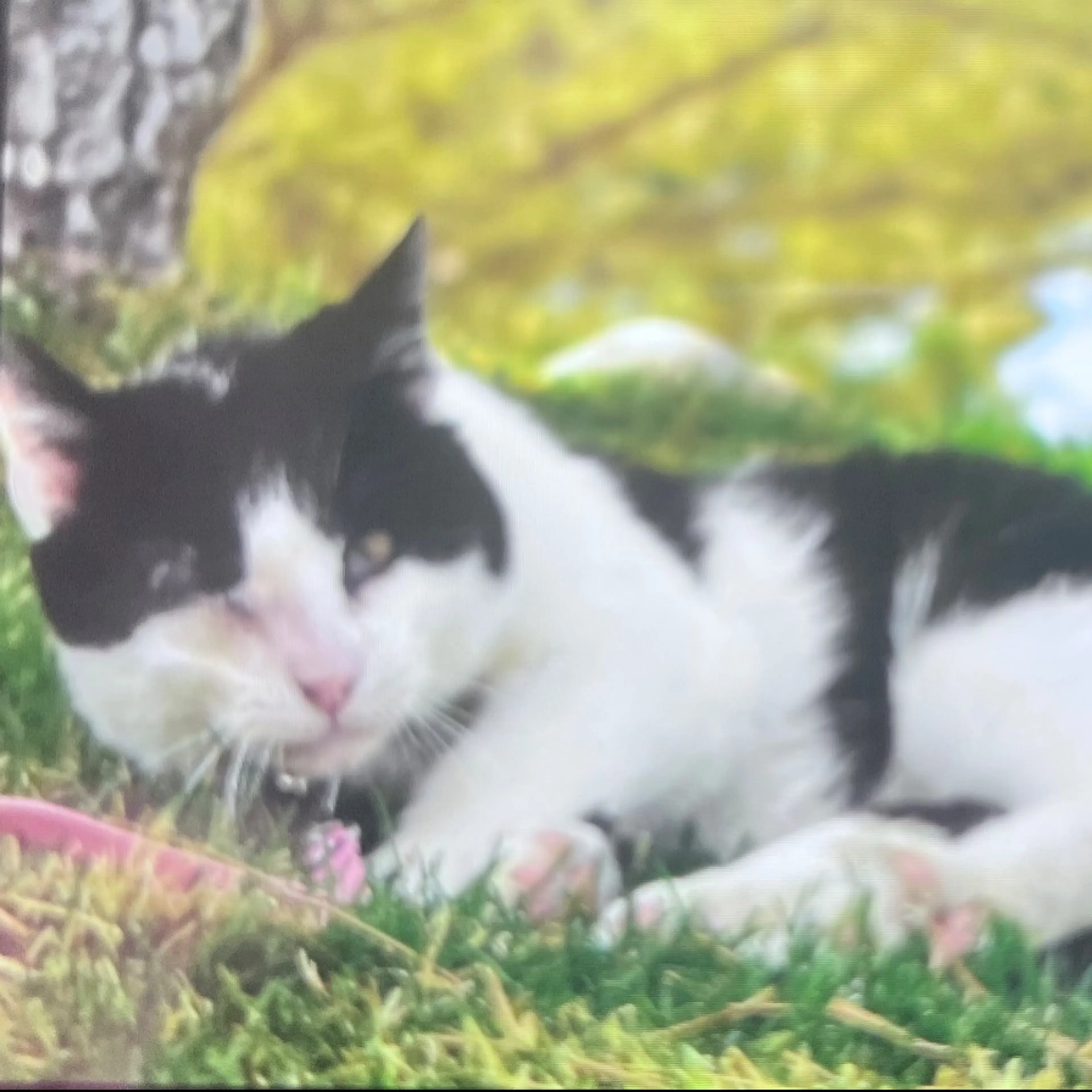 Lost pet