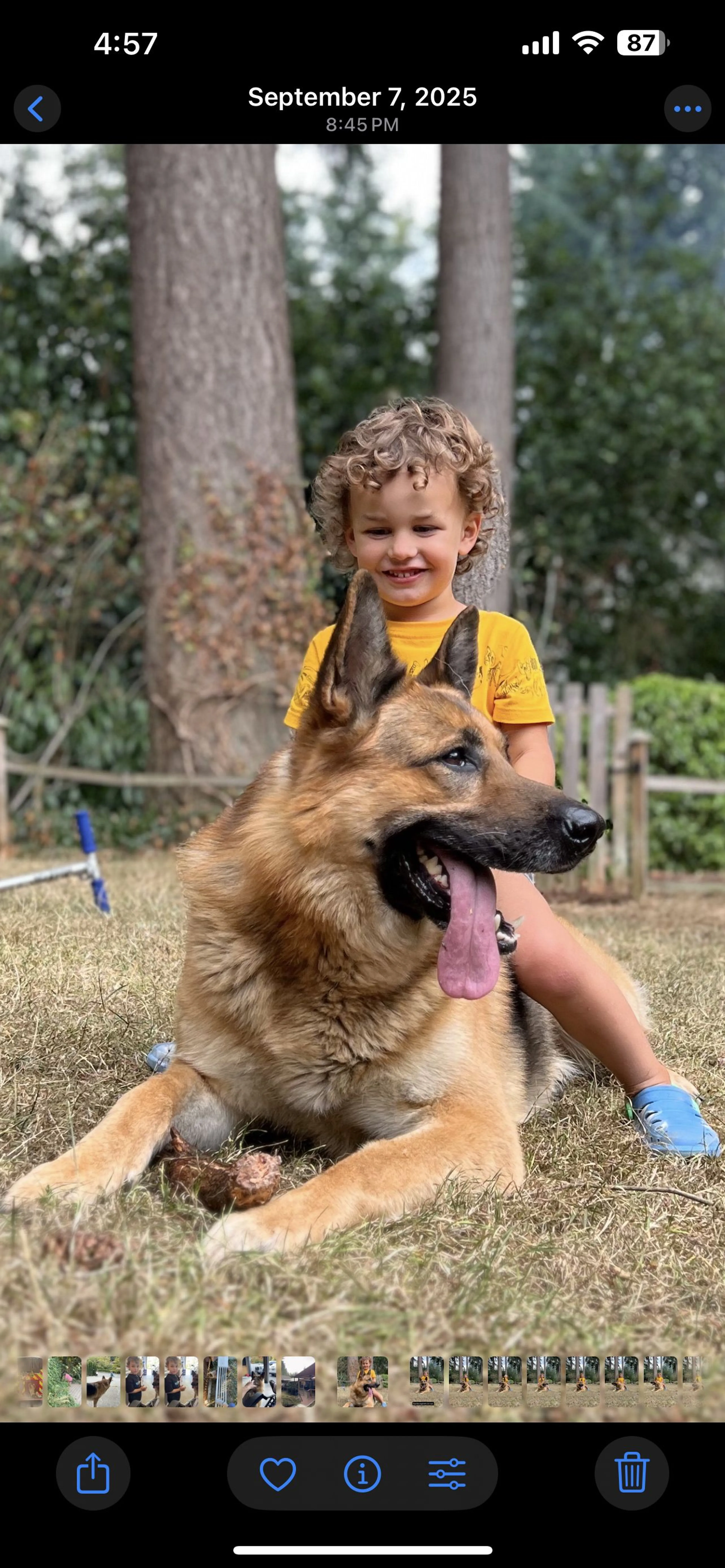 Lost pet