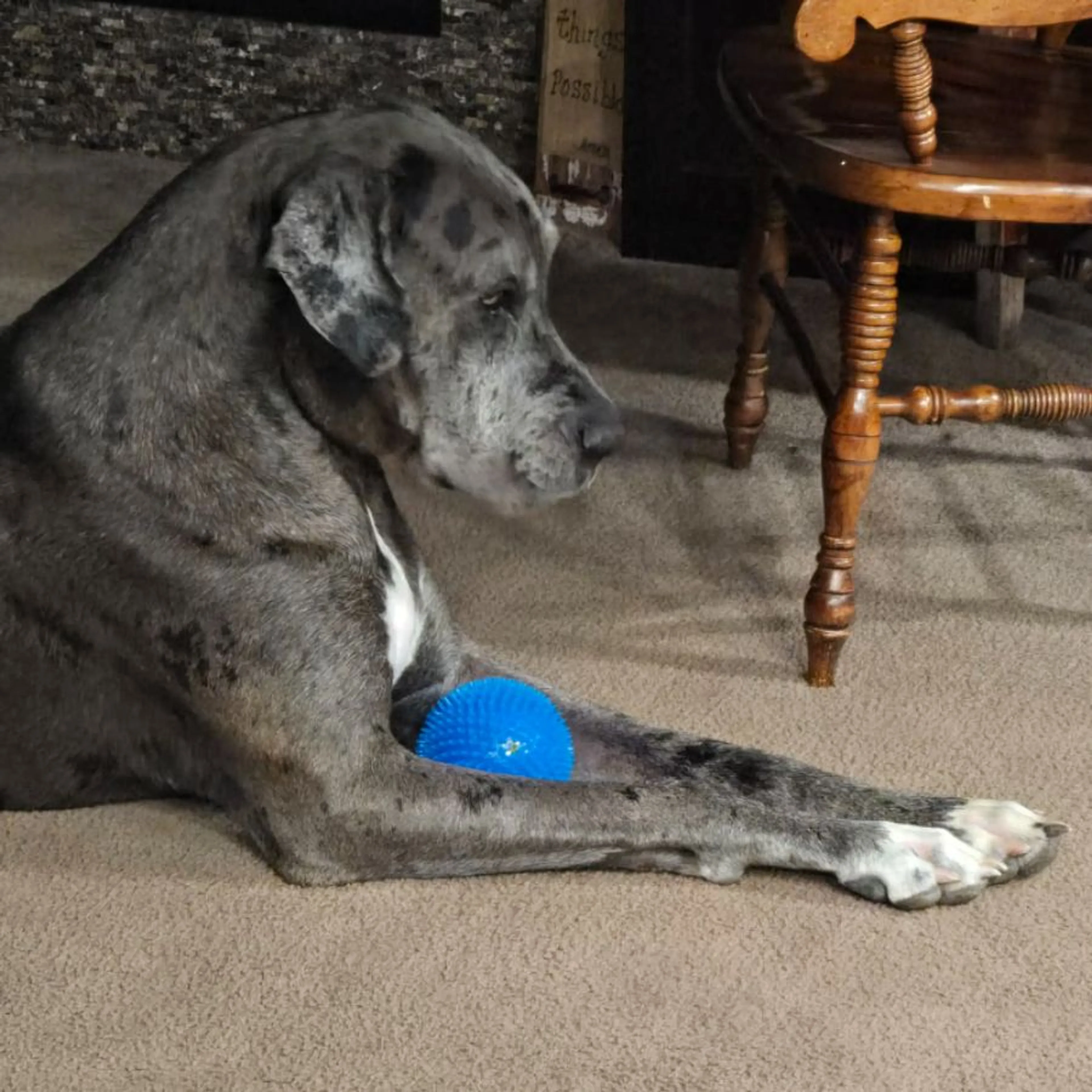 Lost pet