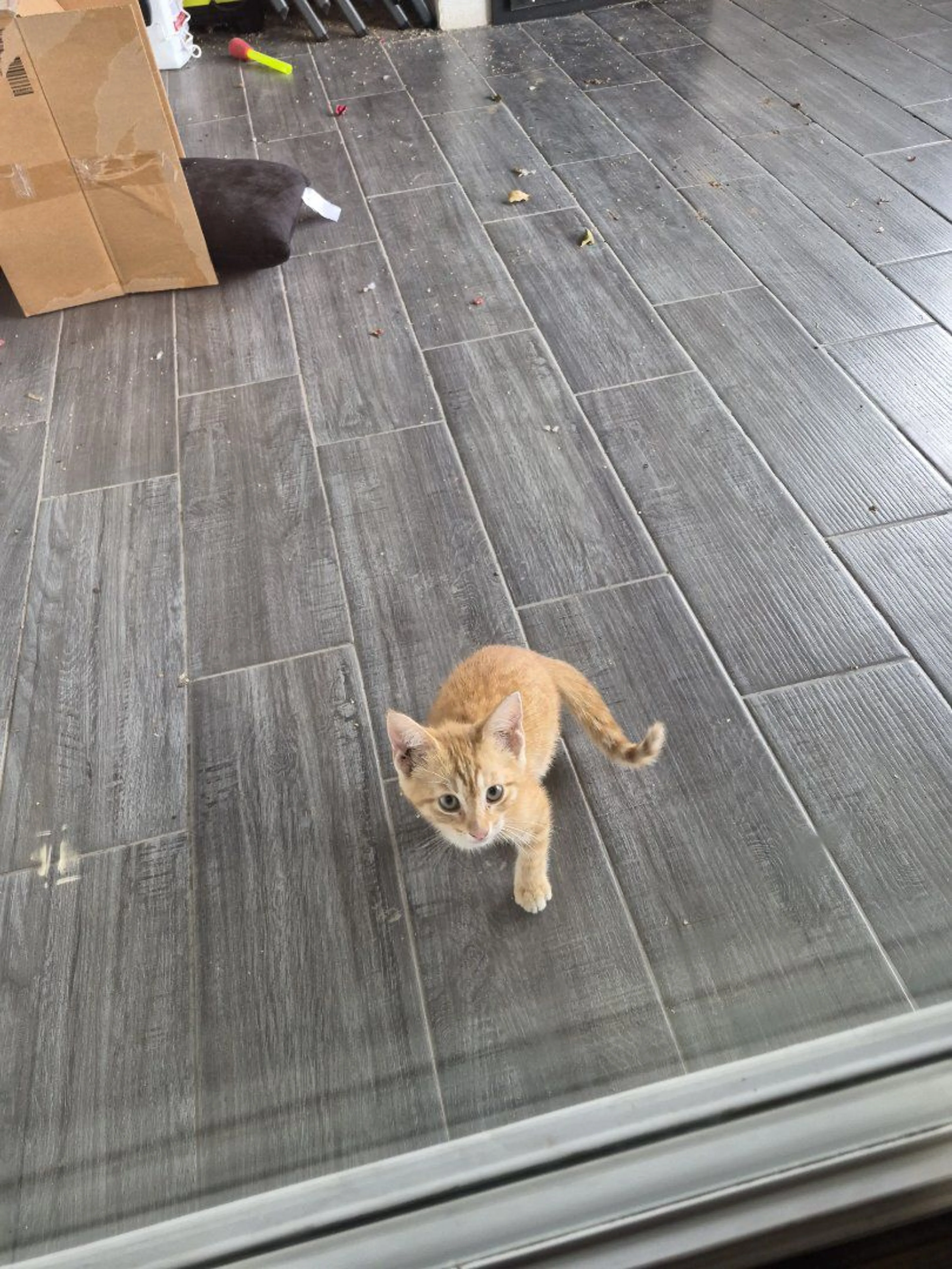 Lost pet-0