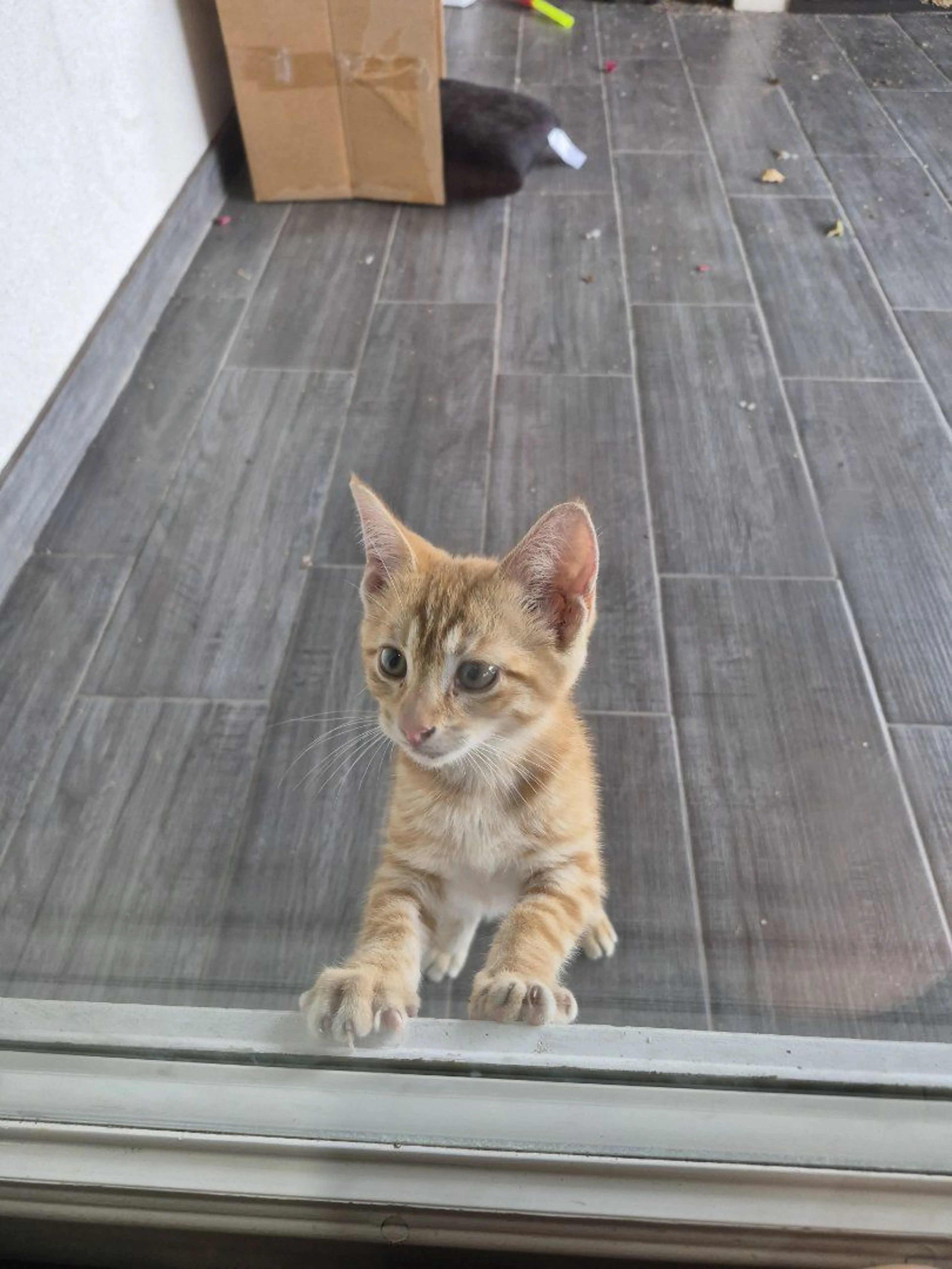 Lost pet-1