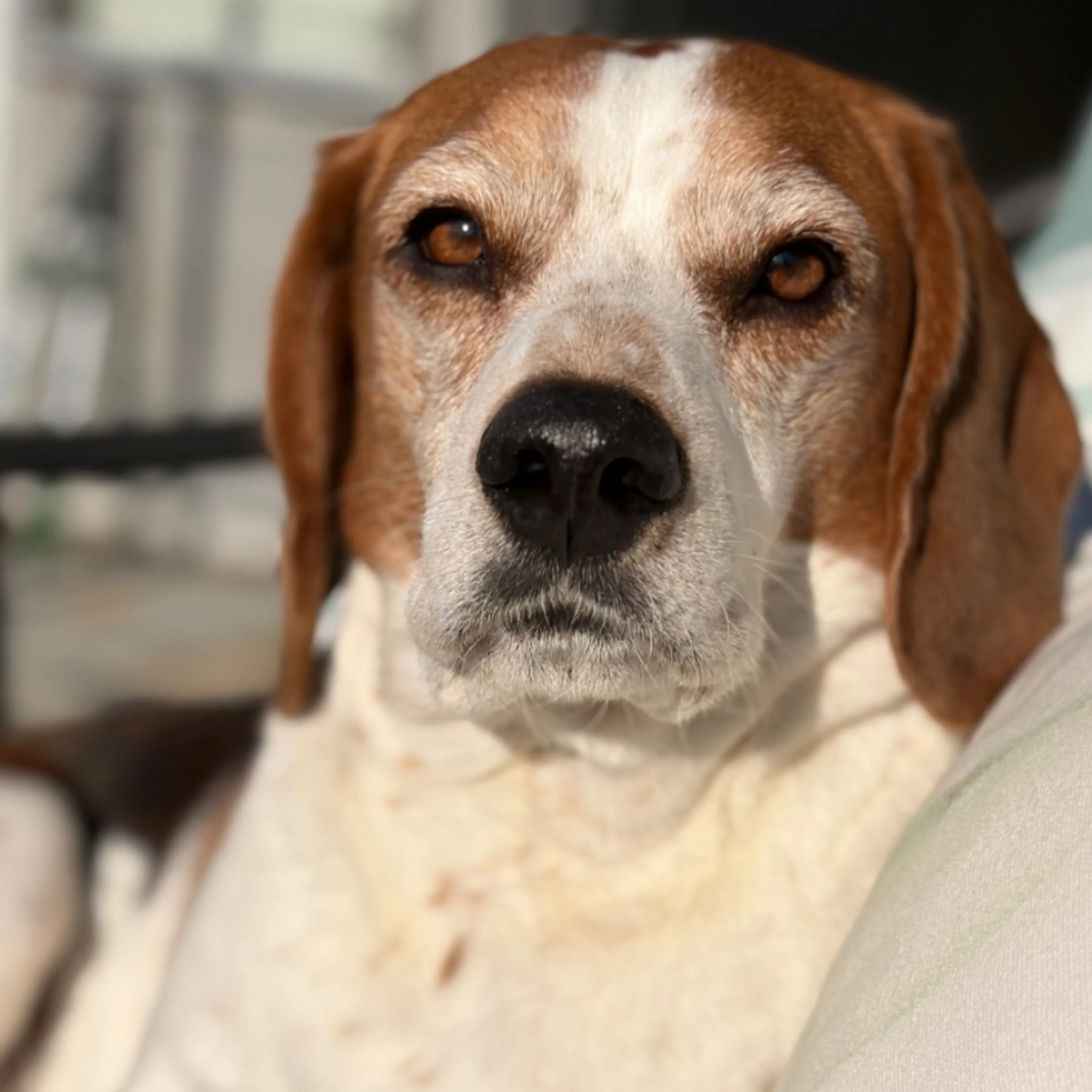 Lost pet