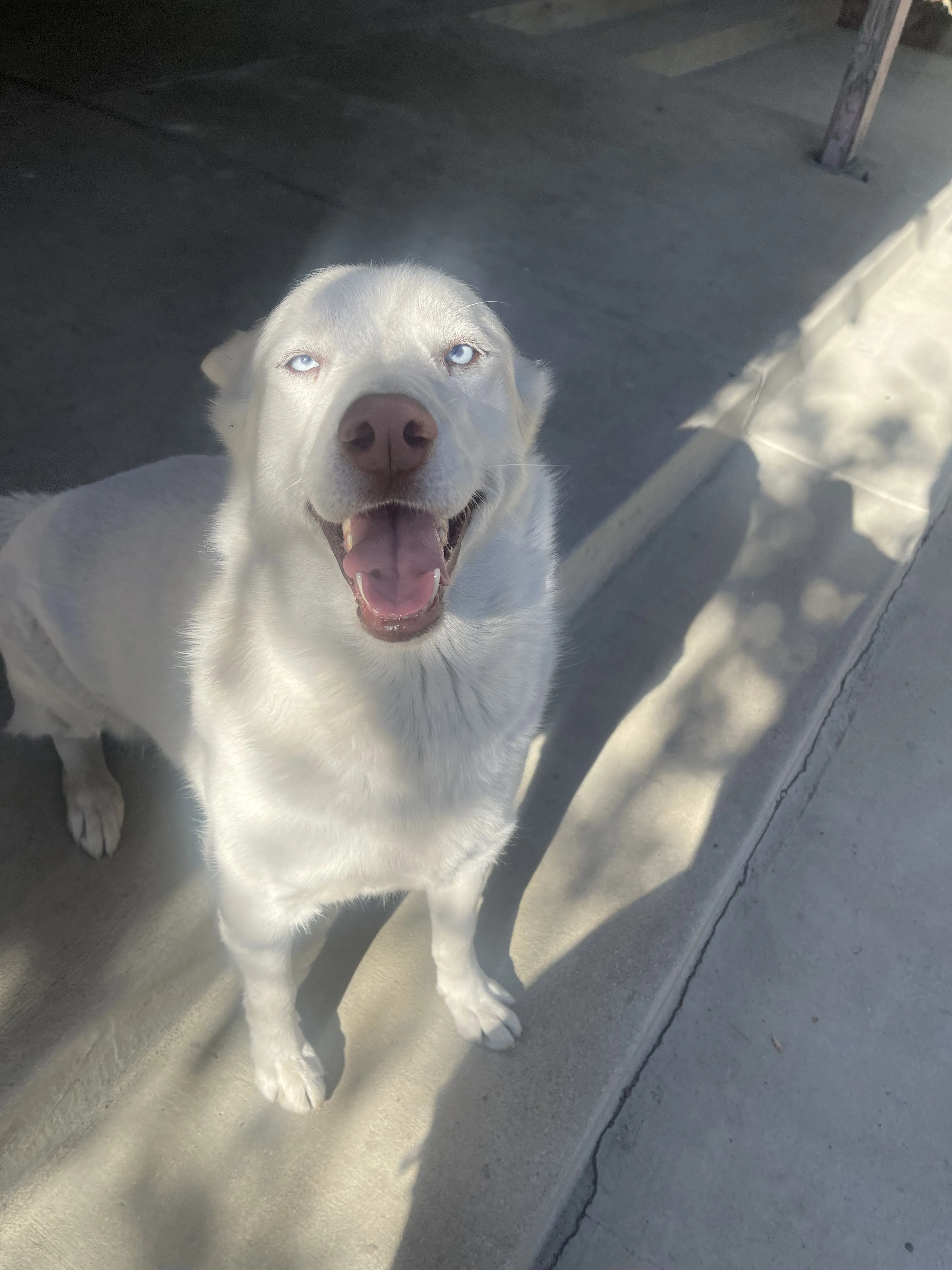 Lost pet-1