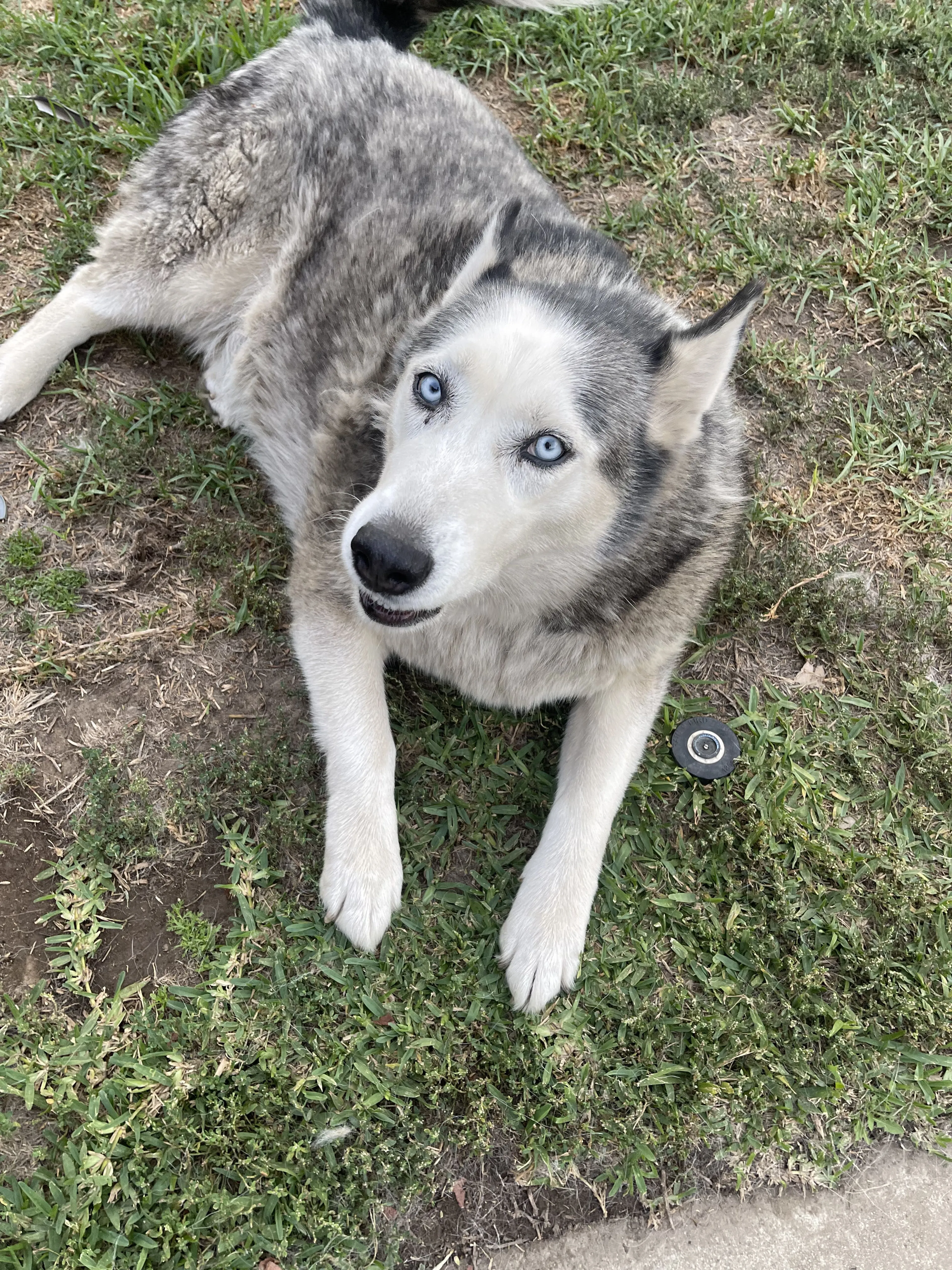 Lost pet-2