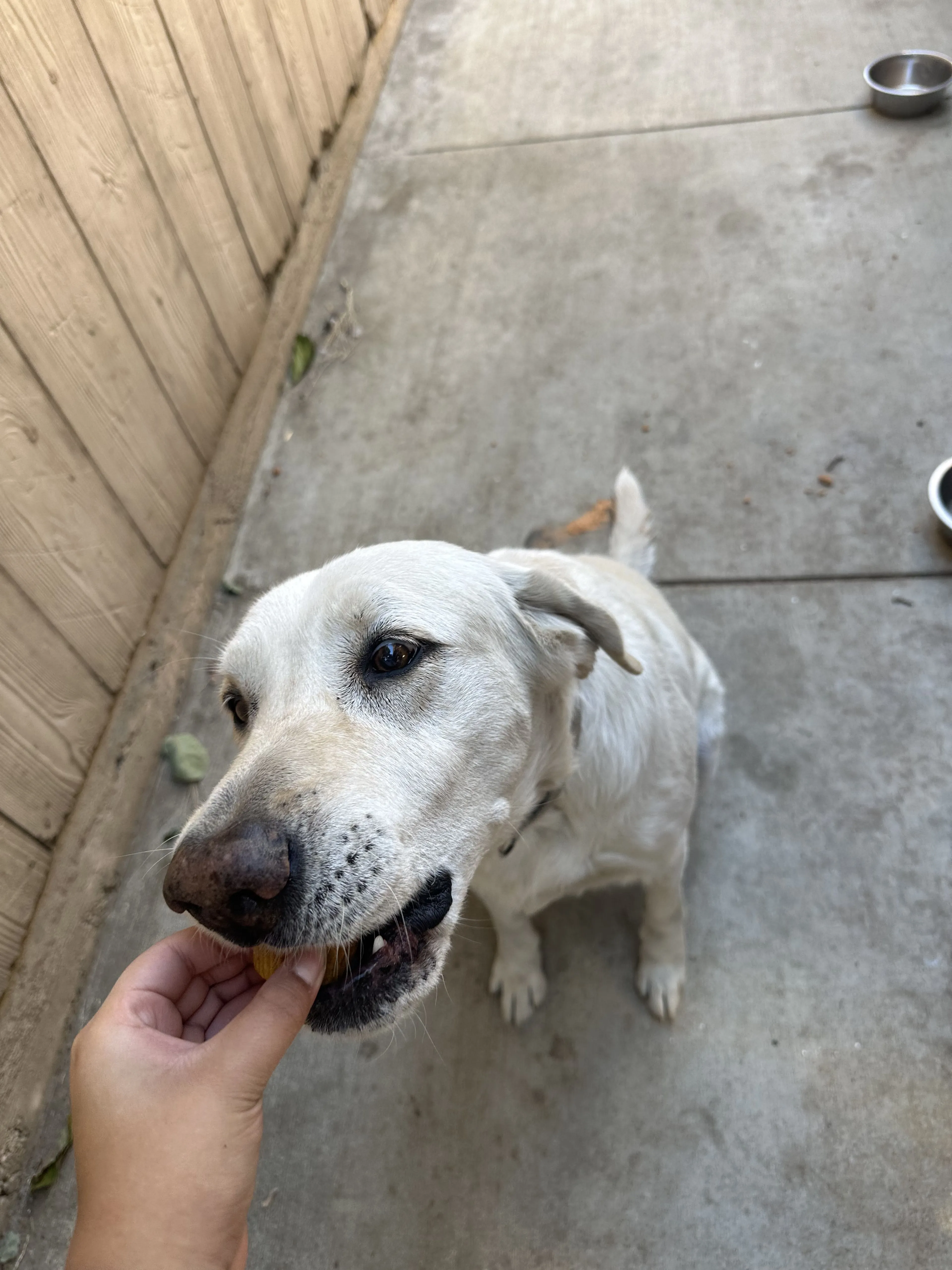 Lost pet-0