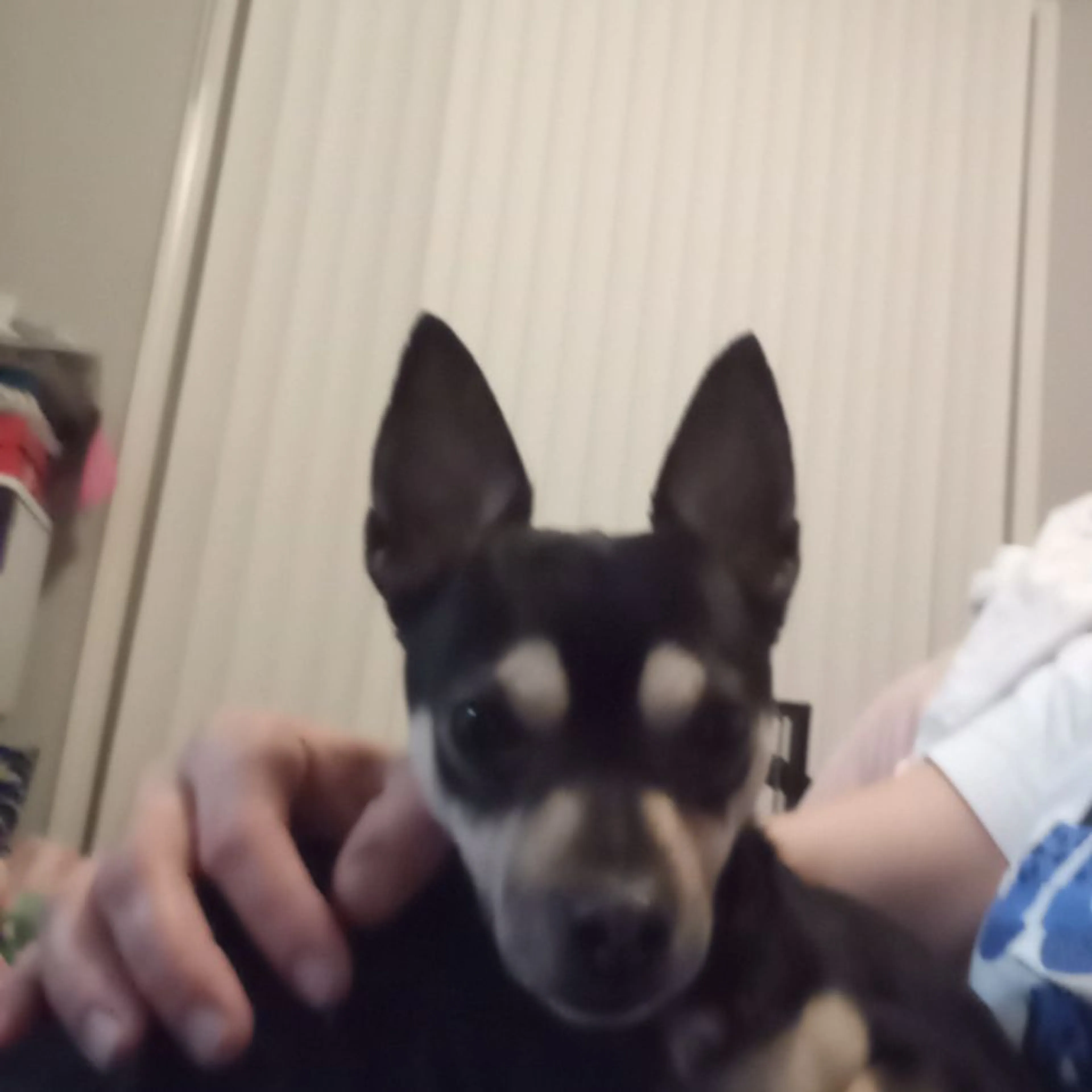 Lost pet
