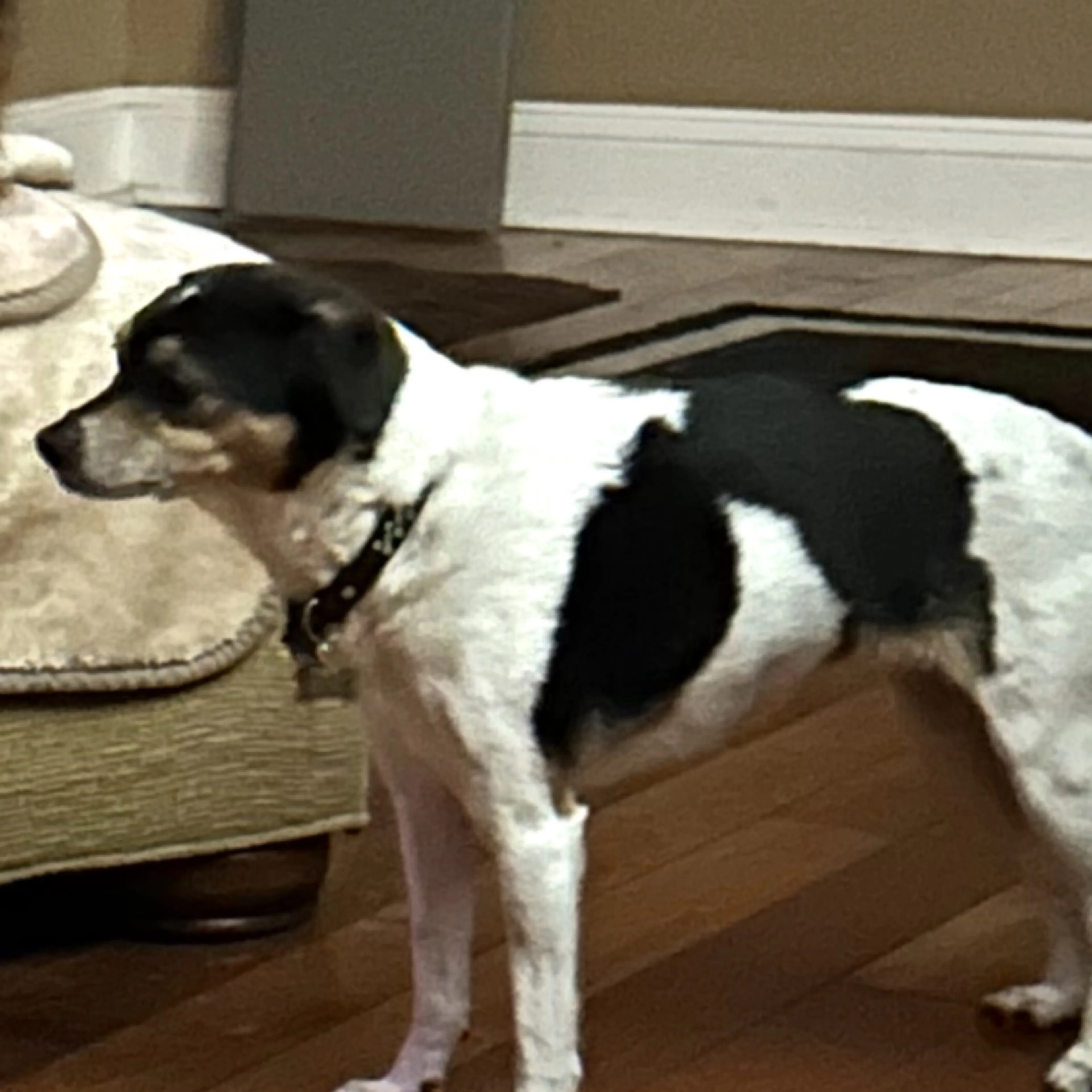 Lost pet