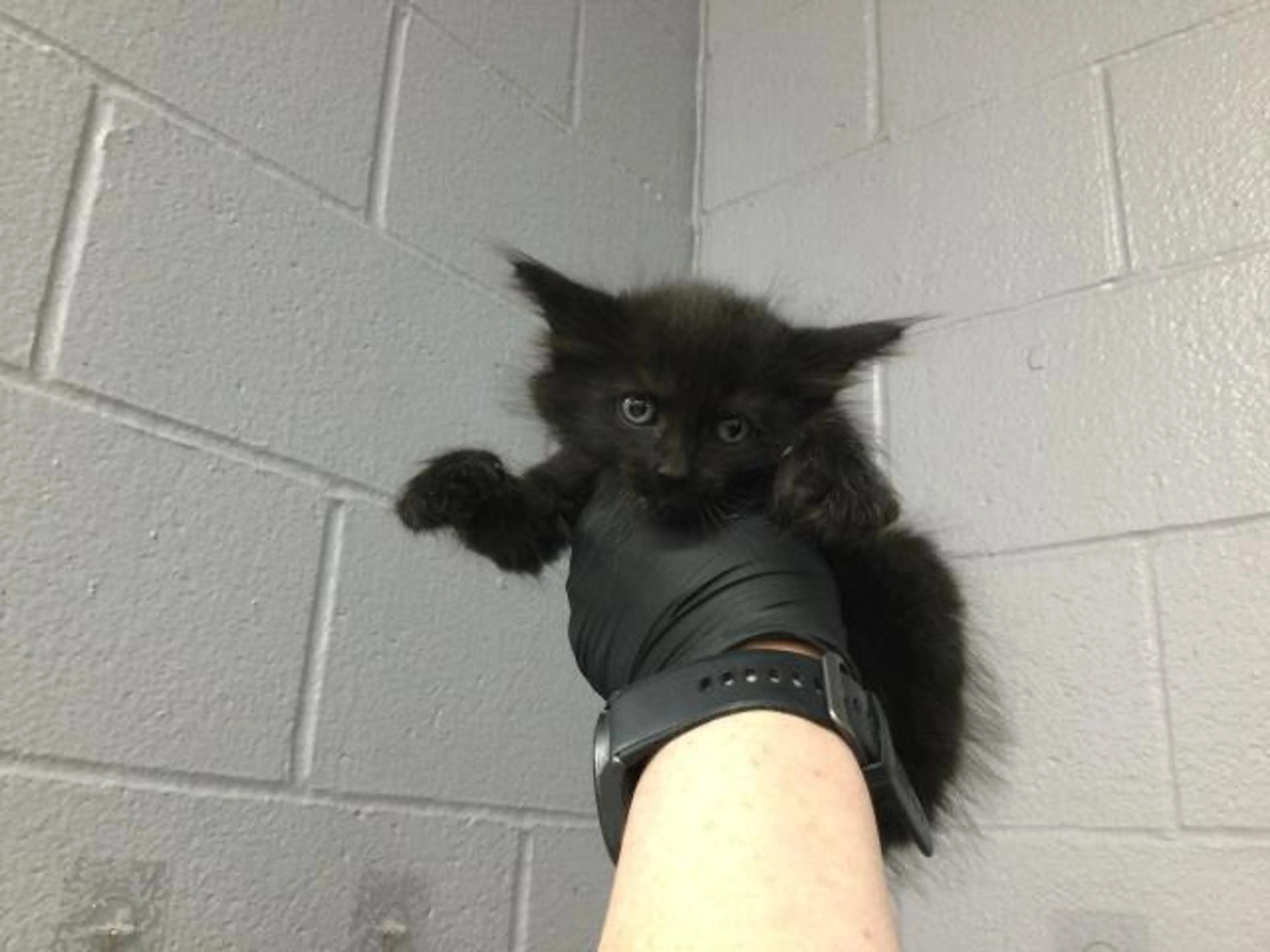 Found pet